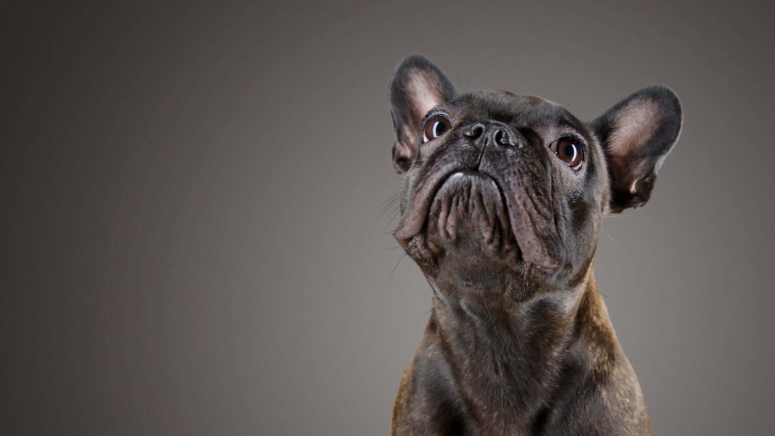 Обои взгляд, собака, друг, французский бульдог, look, dog, each, french bulldog разрешение 2560x1600 Загрузить
