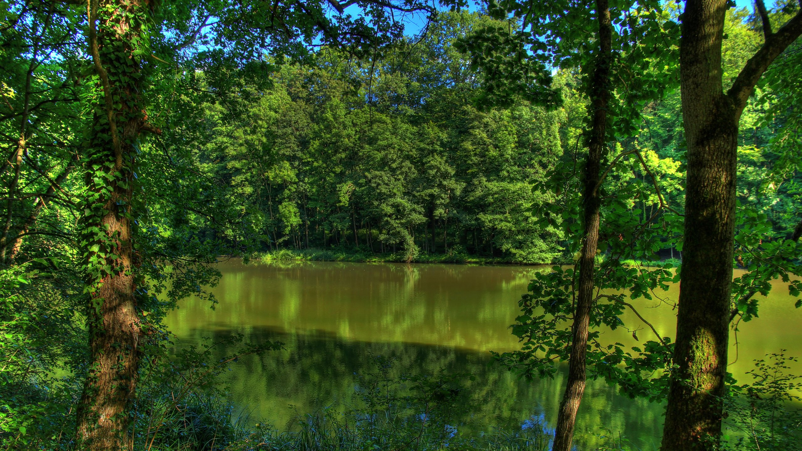 Обои деревья, река, природа, германия, trees, river, nature, germany разрешение 2880x1923 Загрузить