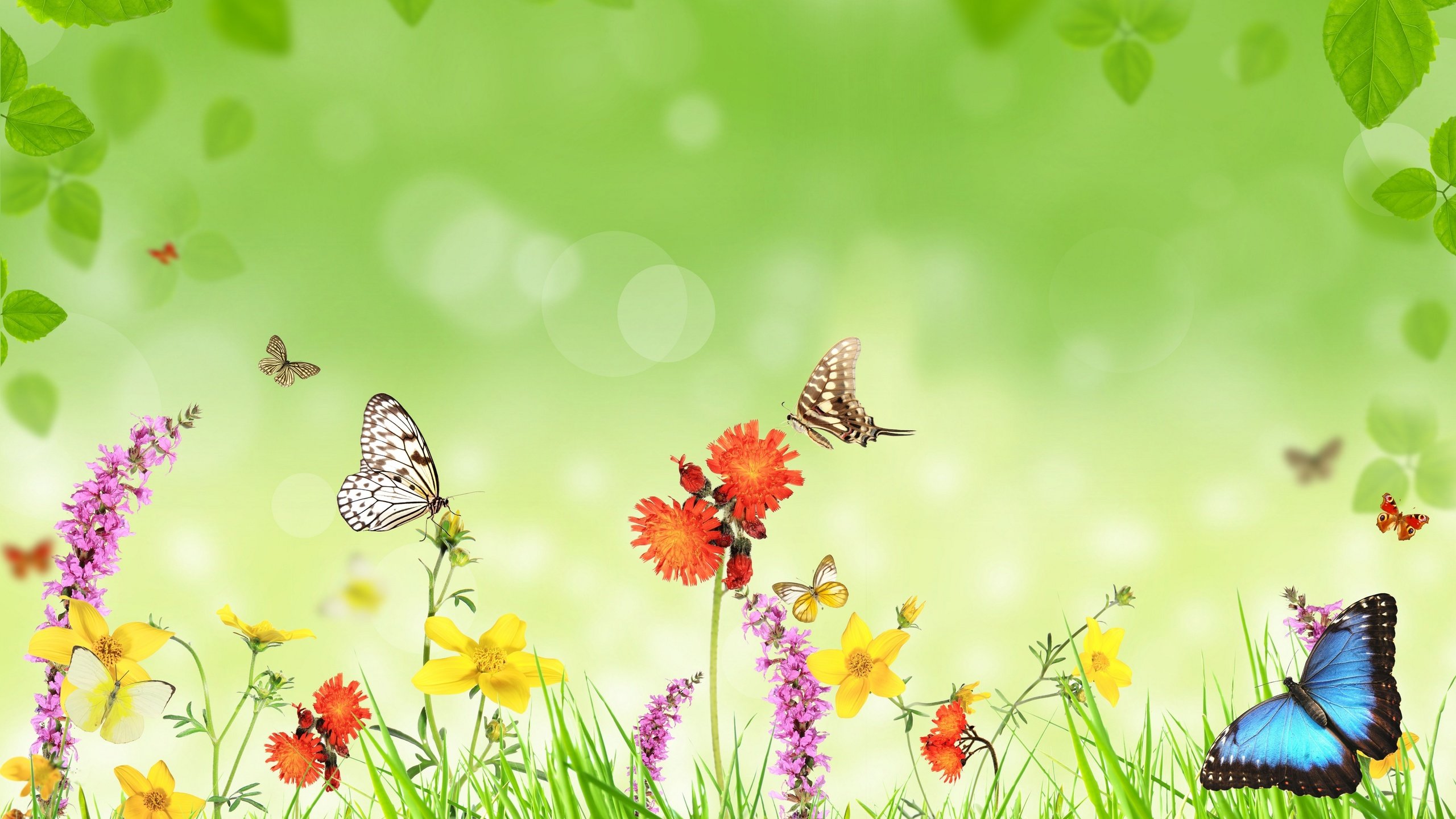 Обои цветы, трава, фон, бабочки, flowers, grass, background, butterfly разрешение 5000x3517 Загрузить