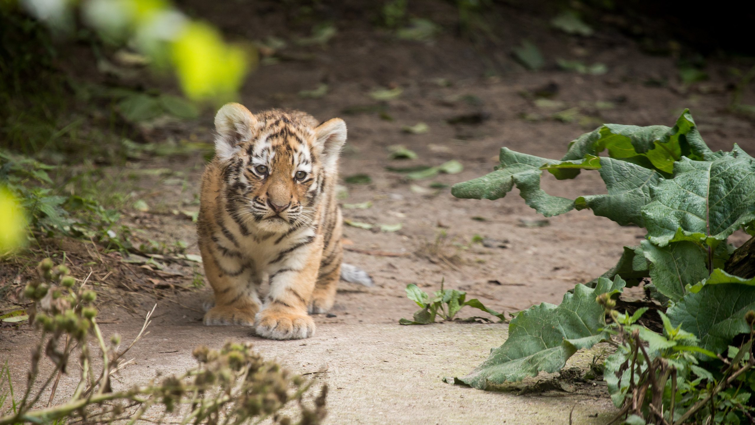 Обои тигр, тигренок, детеныш, амурский, tiger, cub, amur разрешение 4729x3153 Загрузить