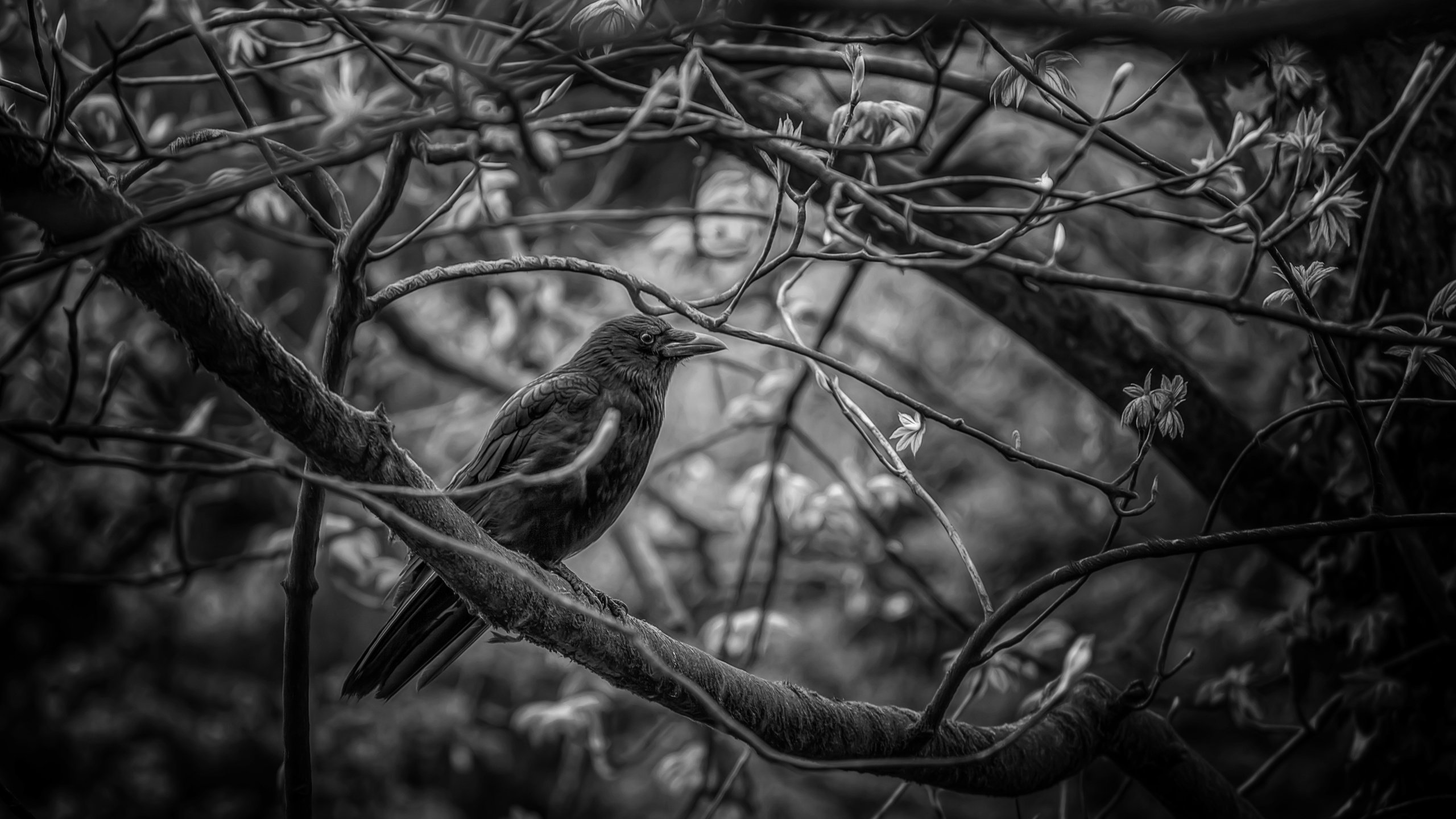 Обои дерево, фон, птицы, ворона, tree, background, birds, crow разрешение 5616x3744 Загрузить