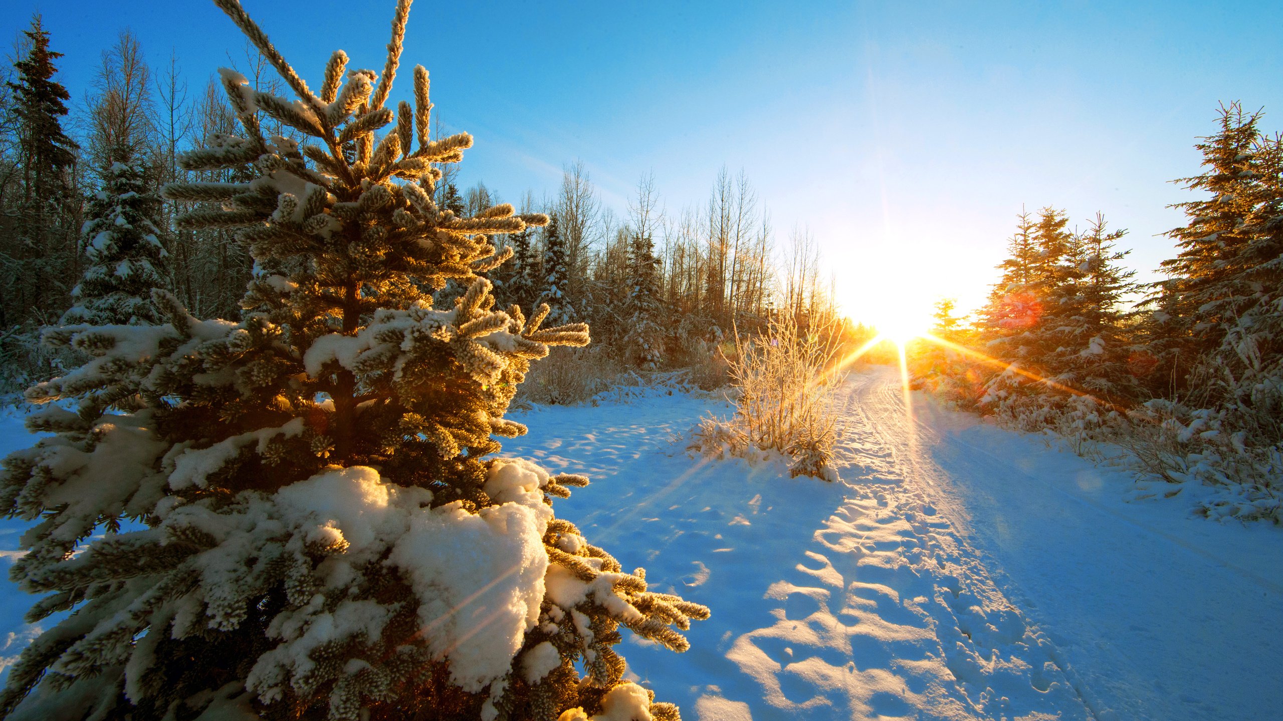 Обои деревья, закат, зима, пейзаж, trees, sunset, winter, landscape разрешение 5184x3456 Загрузить