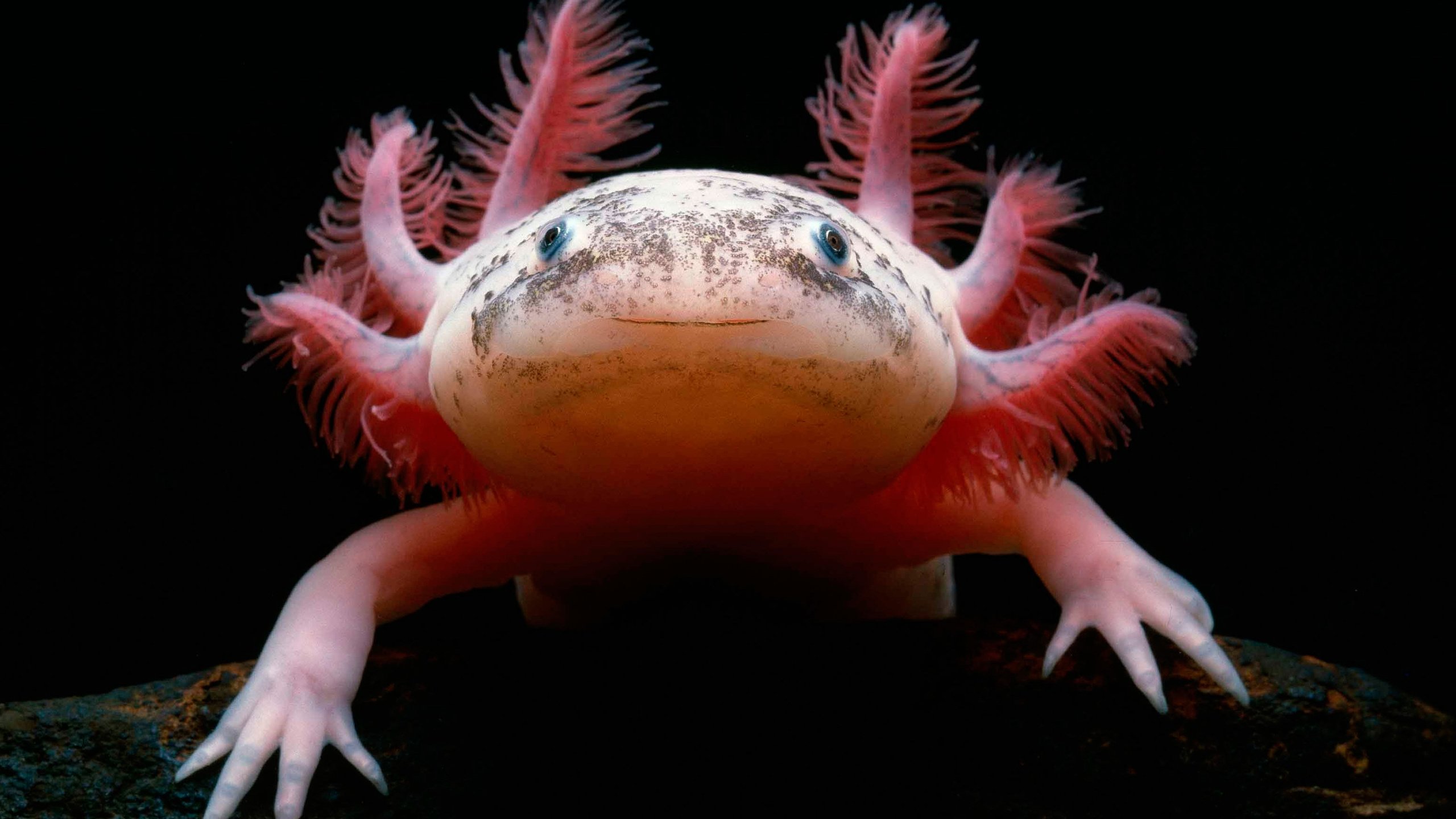 Обои саламандра, мексиканская, аксолотль, амфибия, salamander, mexican, the axolotl, amphibian разрешение 3086x1893 Загрузить