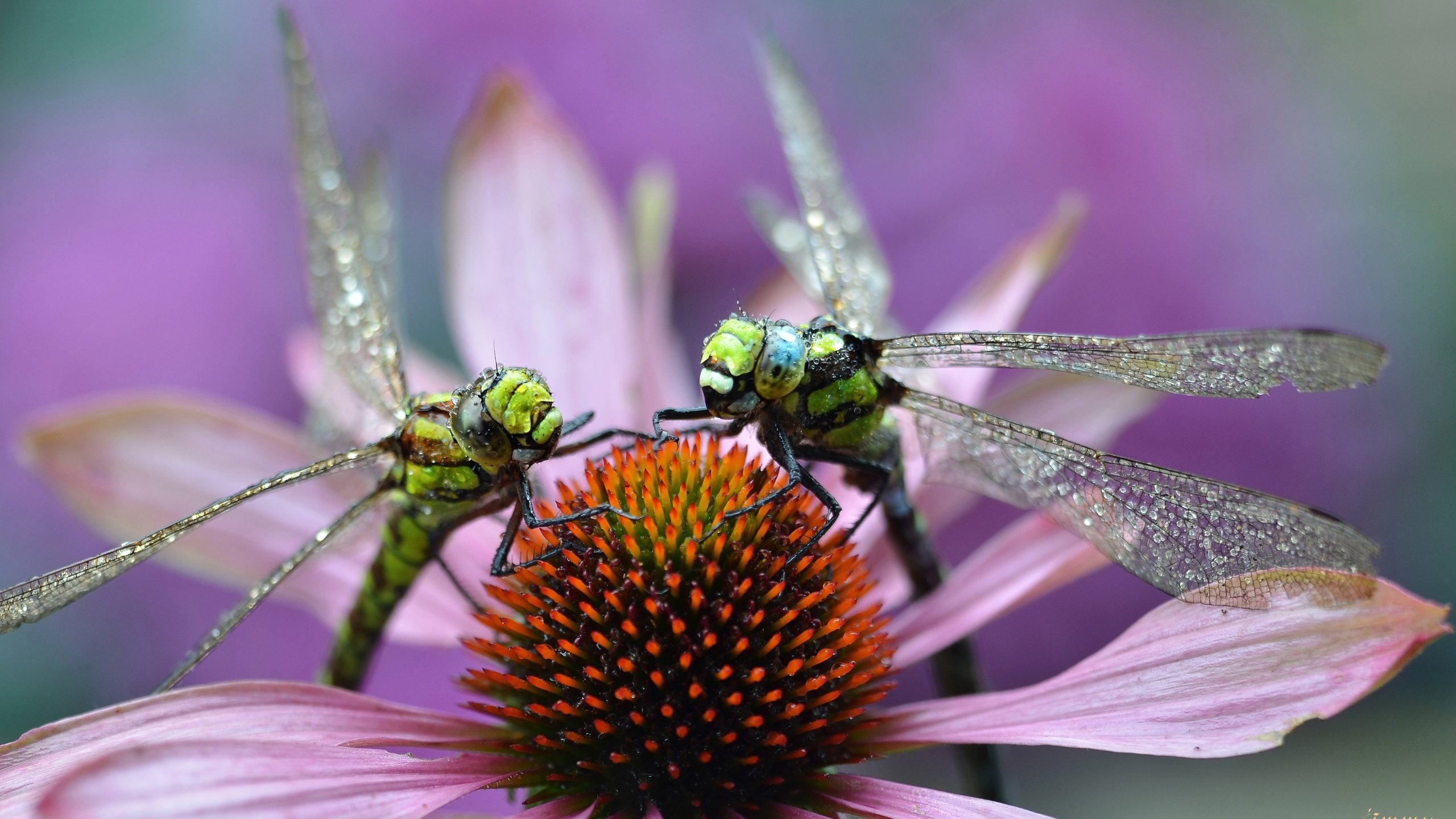 Обои макро, цветок, насекомые, стрекозы, macro, flower, insects, dragonflies разрешение 3879x2372 Загрузить