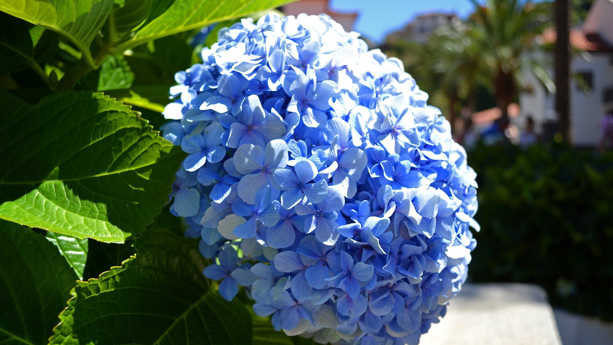 Обои цветы, макро, голубая, гортензия, flowers, macro, blue, hydrangea разрешение 3600x2400 Загрузить