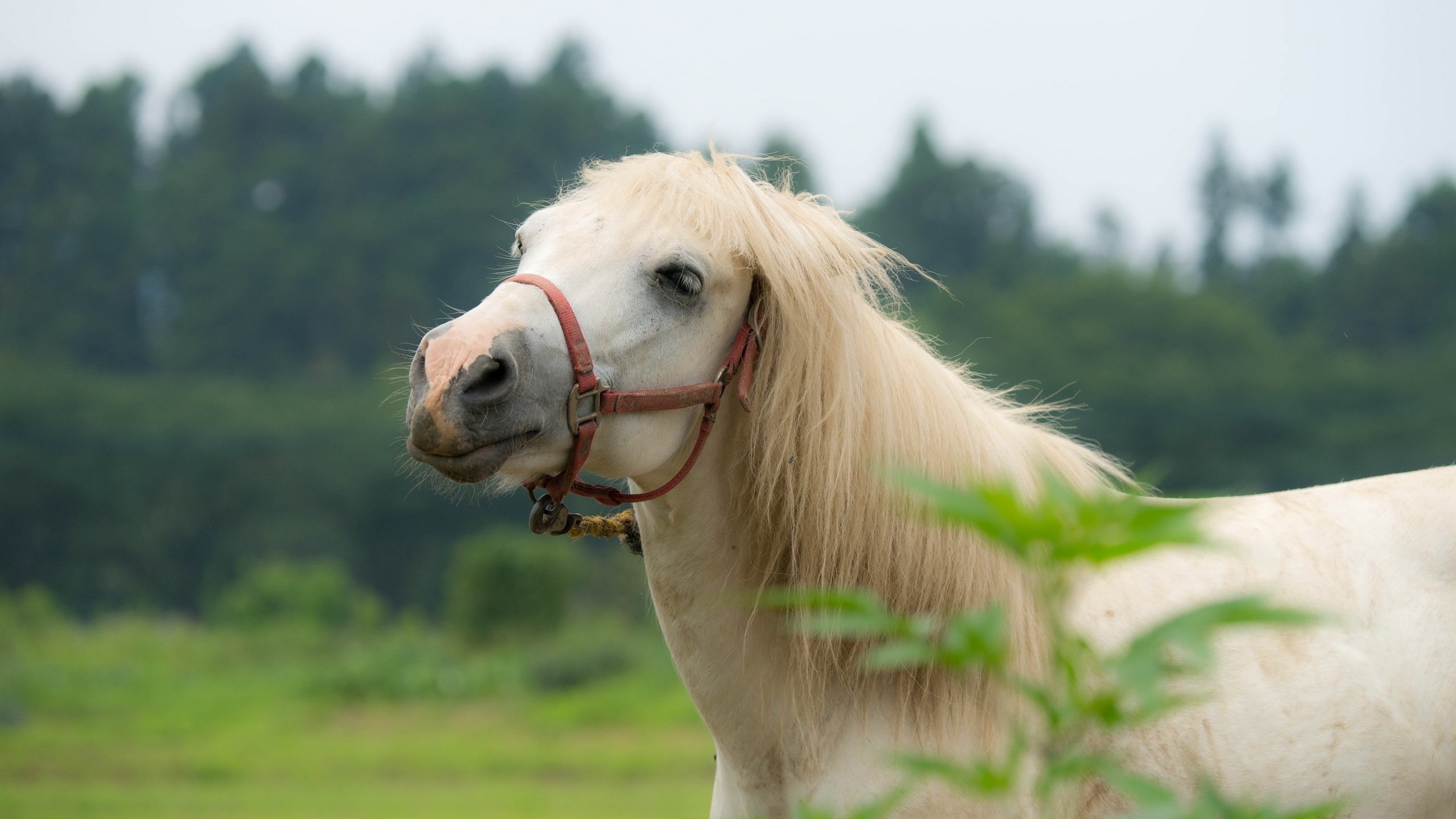 Обои лошадь, природа, конь, грива, horse, nature, mane разрешение 2560x1600 Загрузить