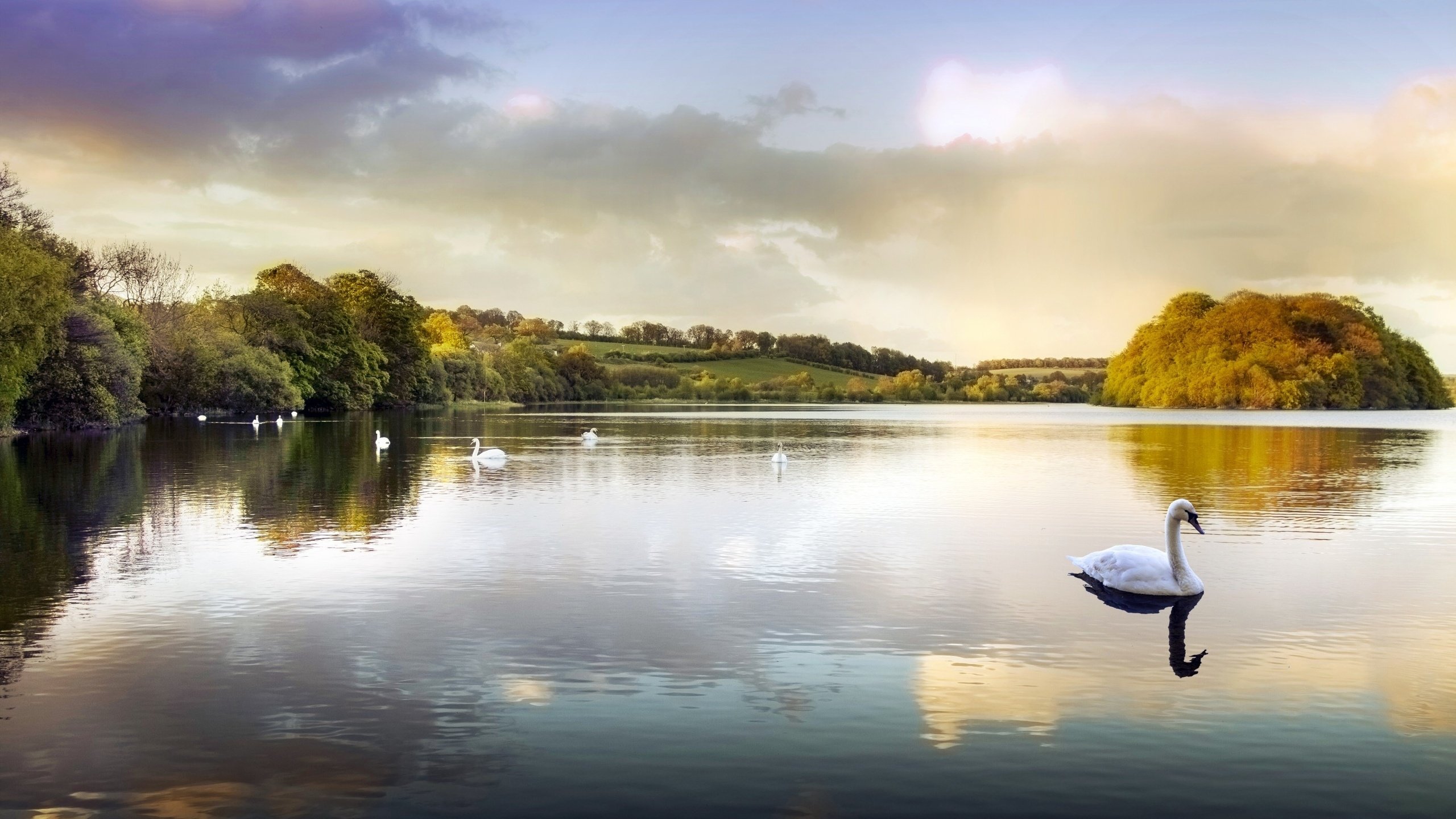 Обои вода, озеро, парк, пруд, лебеди, water, lake, park, pond, swans разрешение 2560x1600 Загрузить