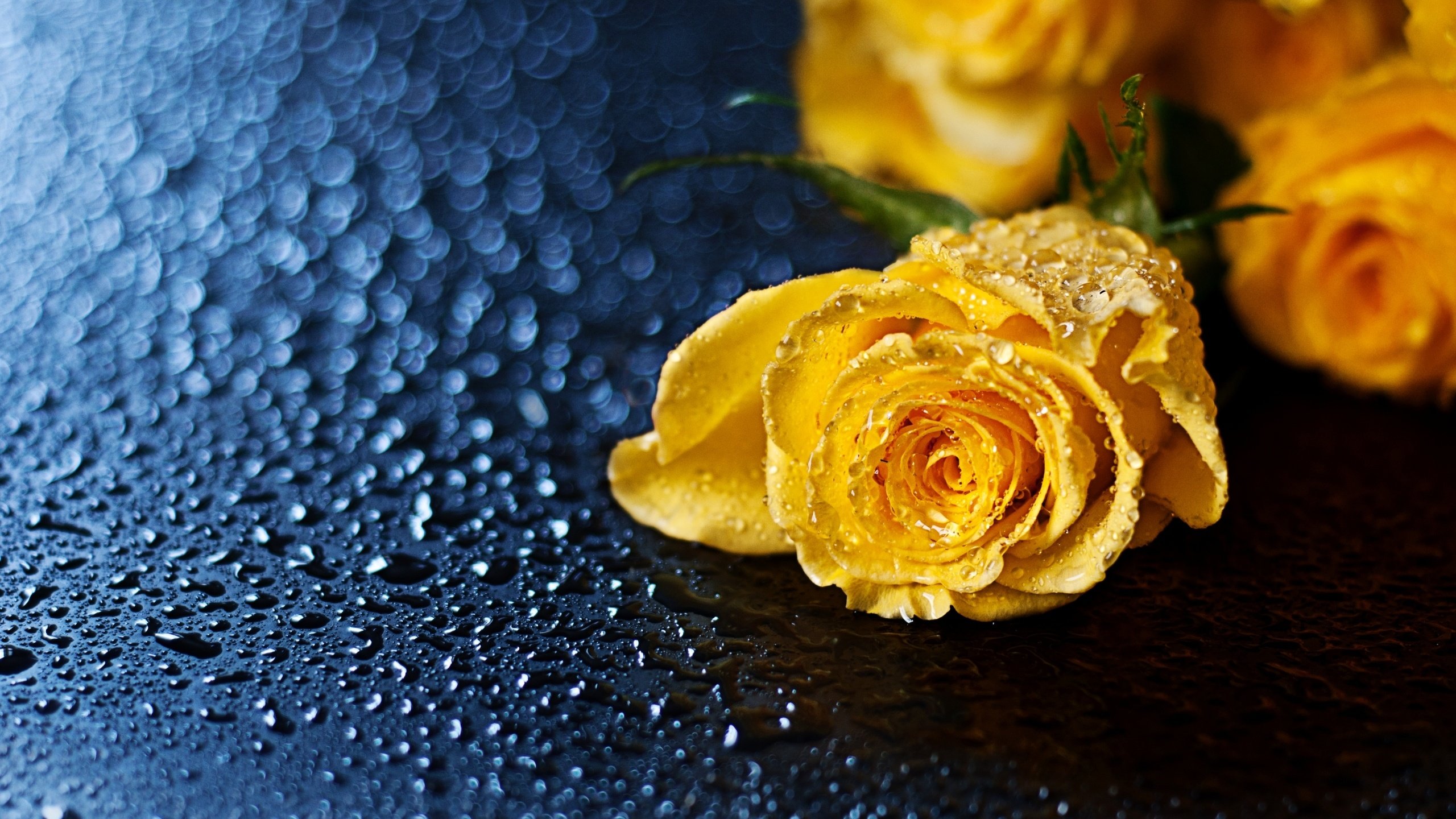 Обои желтый, макро, цветок, капли, роза, yellow, macro, flower, drops, rose разрешение 2560x1600 Загрузить