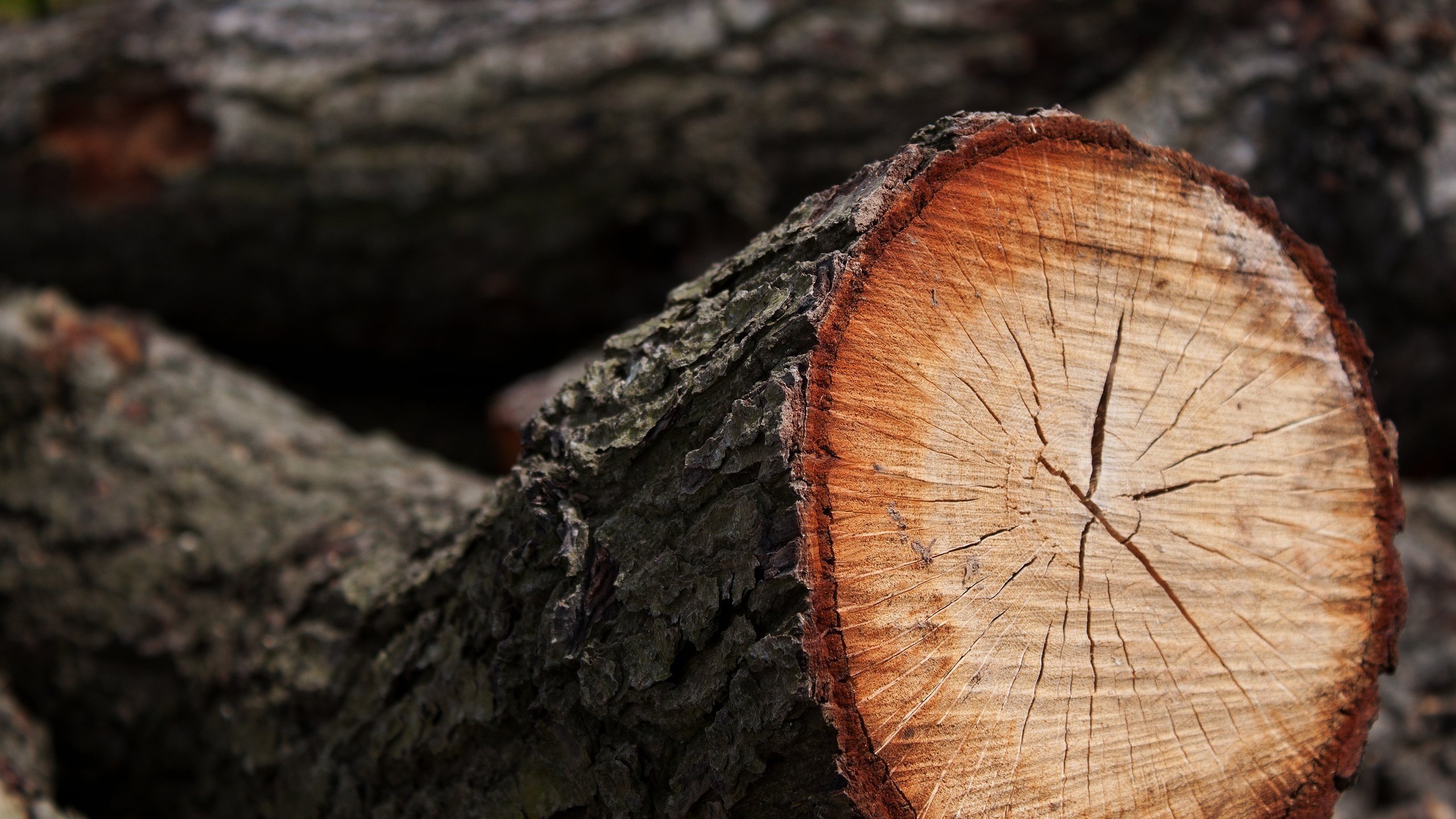 Обои дерево, кора, бревно, спил, tree, bark, log, spil разрешение 2560x1600 Загрузить