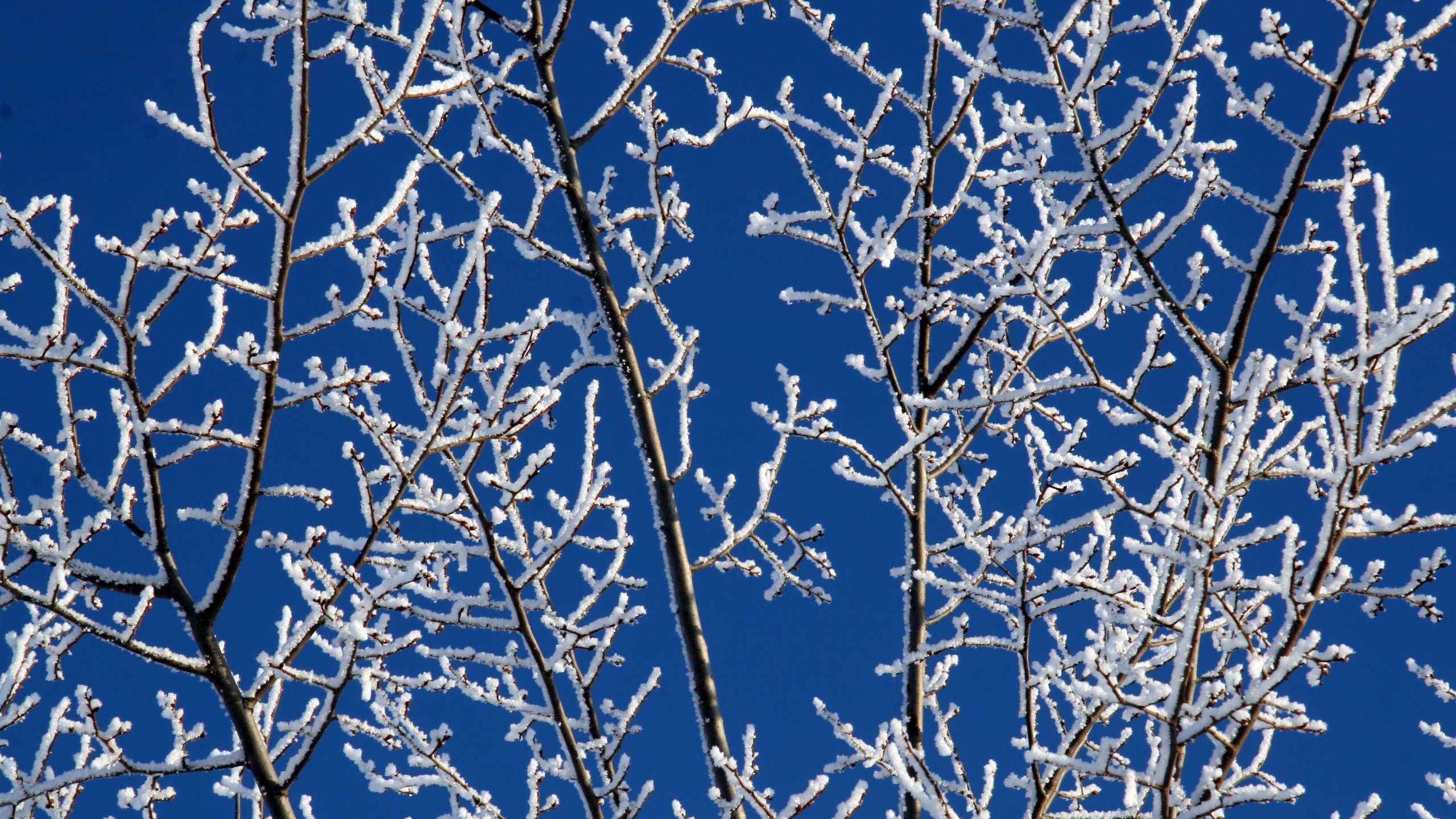 Обои небо, снег, зима, ветки, мороз, иней, белый, синее, the sky, snow, winter, branches, frost, white, blue разрешение 3504x2336 Загрузить