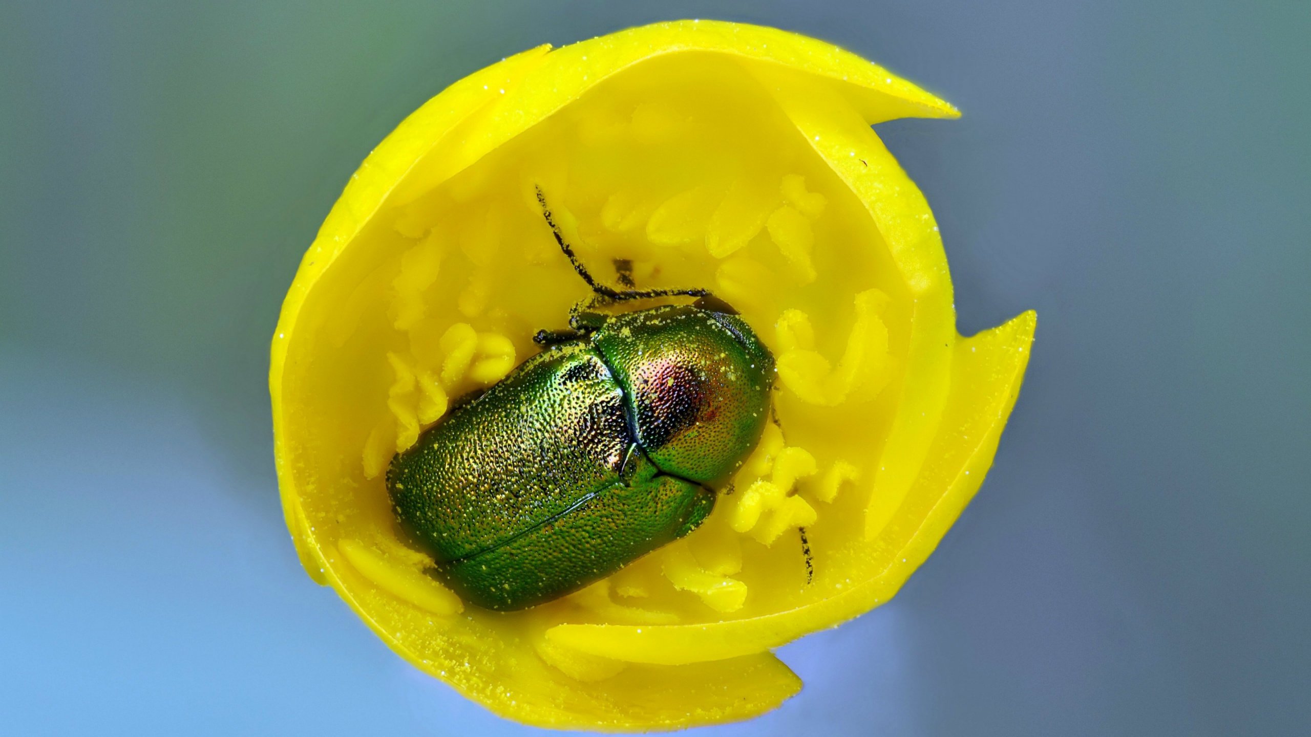 Обои желтый, жук, макро, насекомое, цветок, тюльпан, майский жук, yellow, beetle, macro, insect, flower, tulip, chafer разрешение 2560x1600 Загрузить