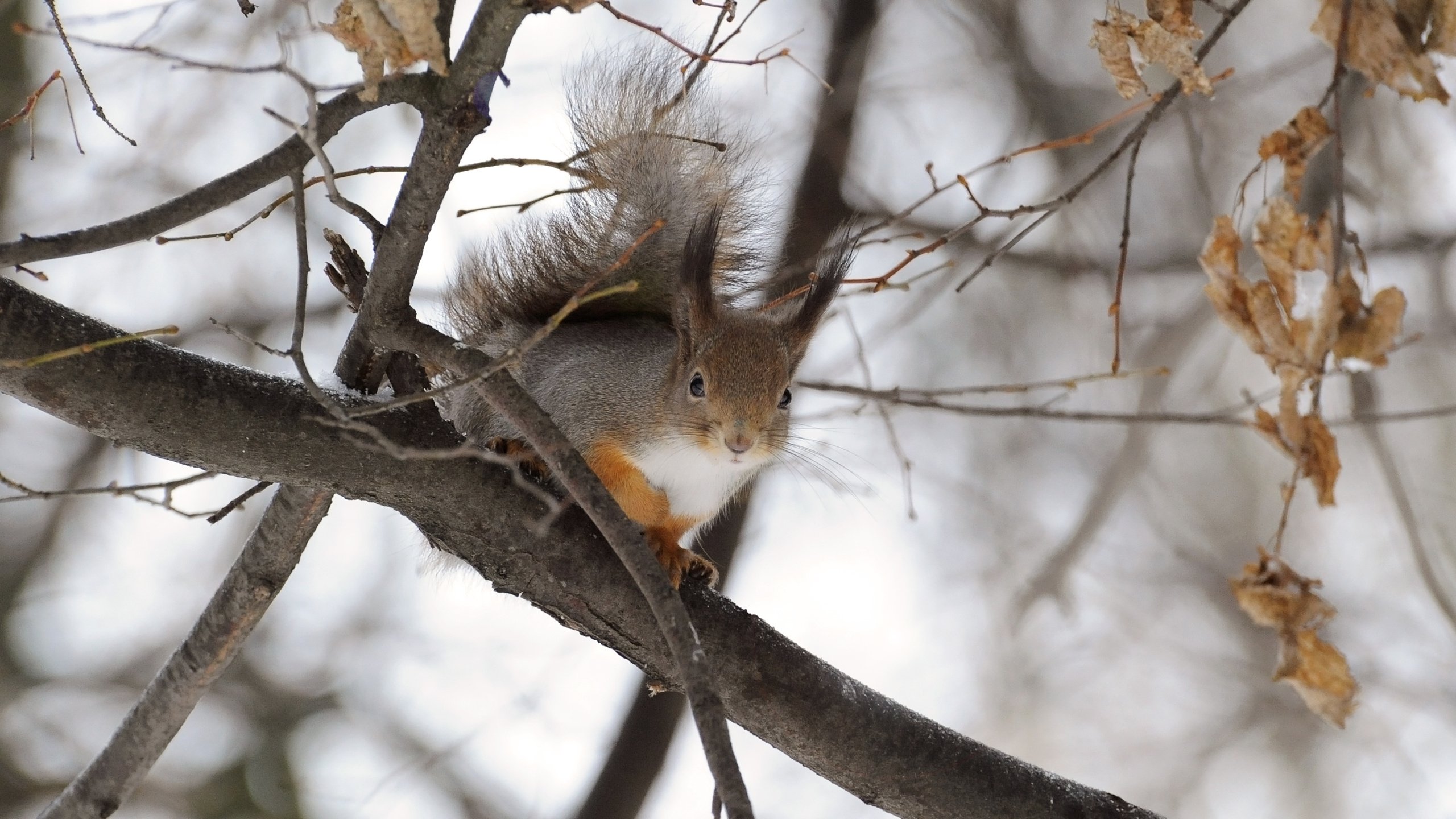 Обои дерево, зима, ветки, животное, белка, грызун, anna verdina, tree, winter, branches, animal, protein, rodent разрешение 3264x2412 Загрузить