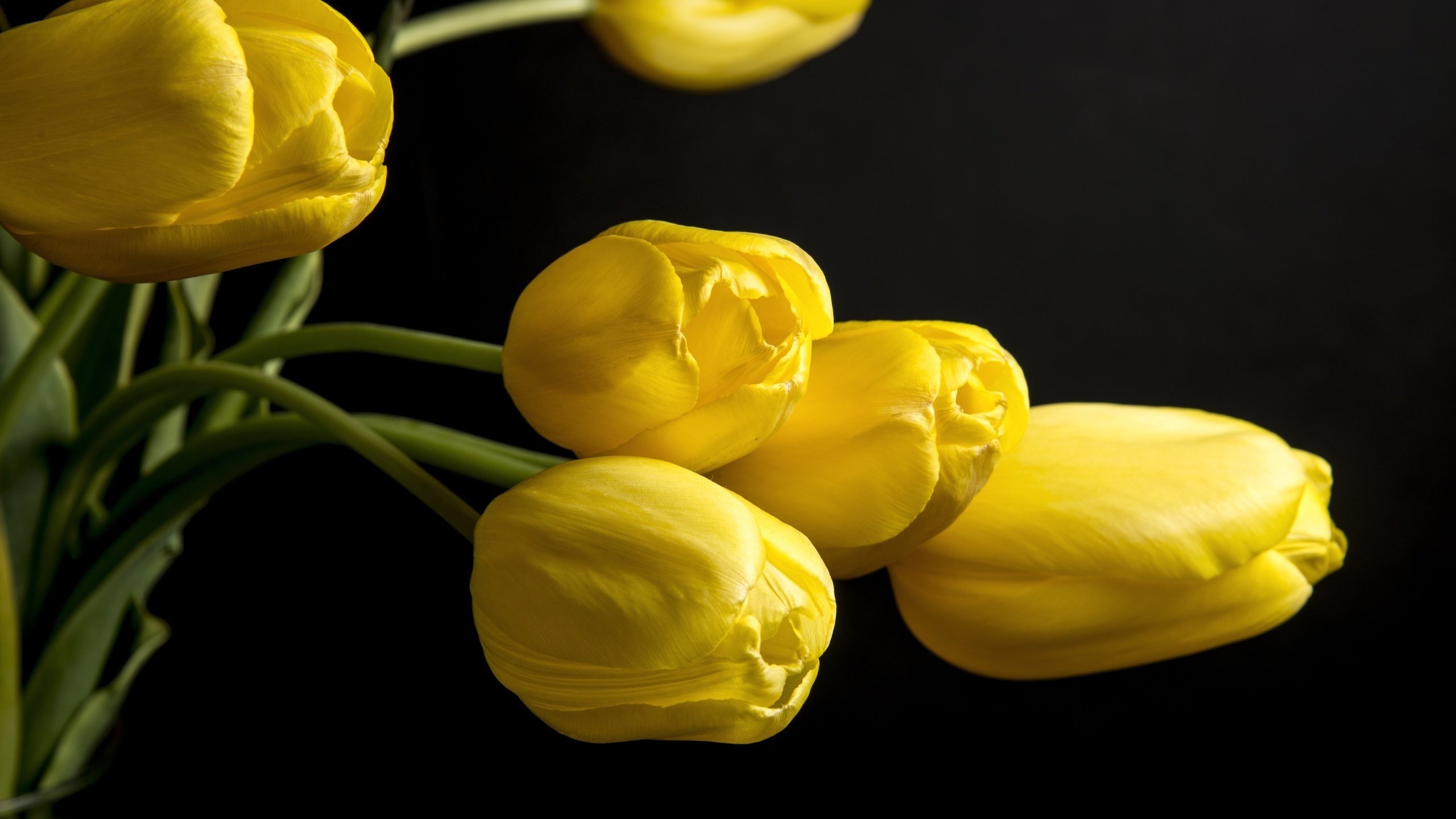 Обои цветы, бутоны, черный фон, тюльпаны, желтые, flowers, buds, black background, tulips, yellow разрешение 4000x2630 Загрузить
