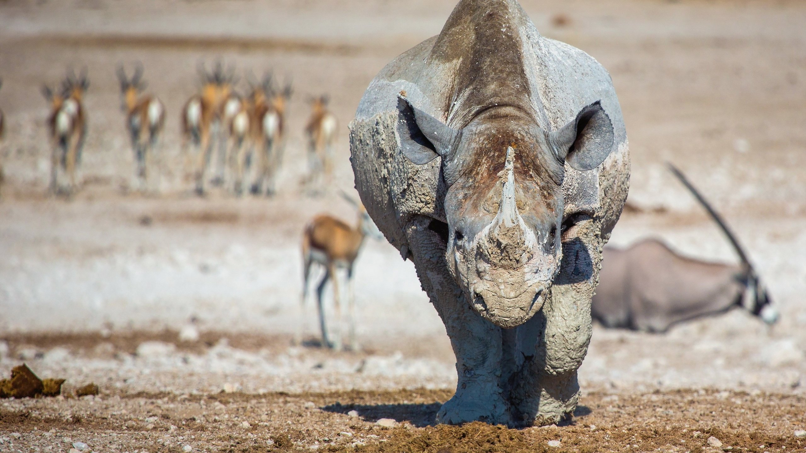 Обои природа, фон, животные, африка, носорог, lucien muller, nature, background, animals, africa, rhino разрешение 3000x1985 Загрузить