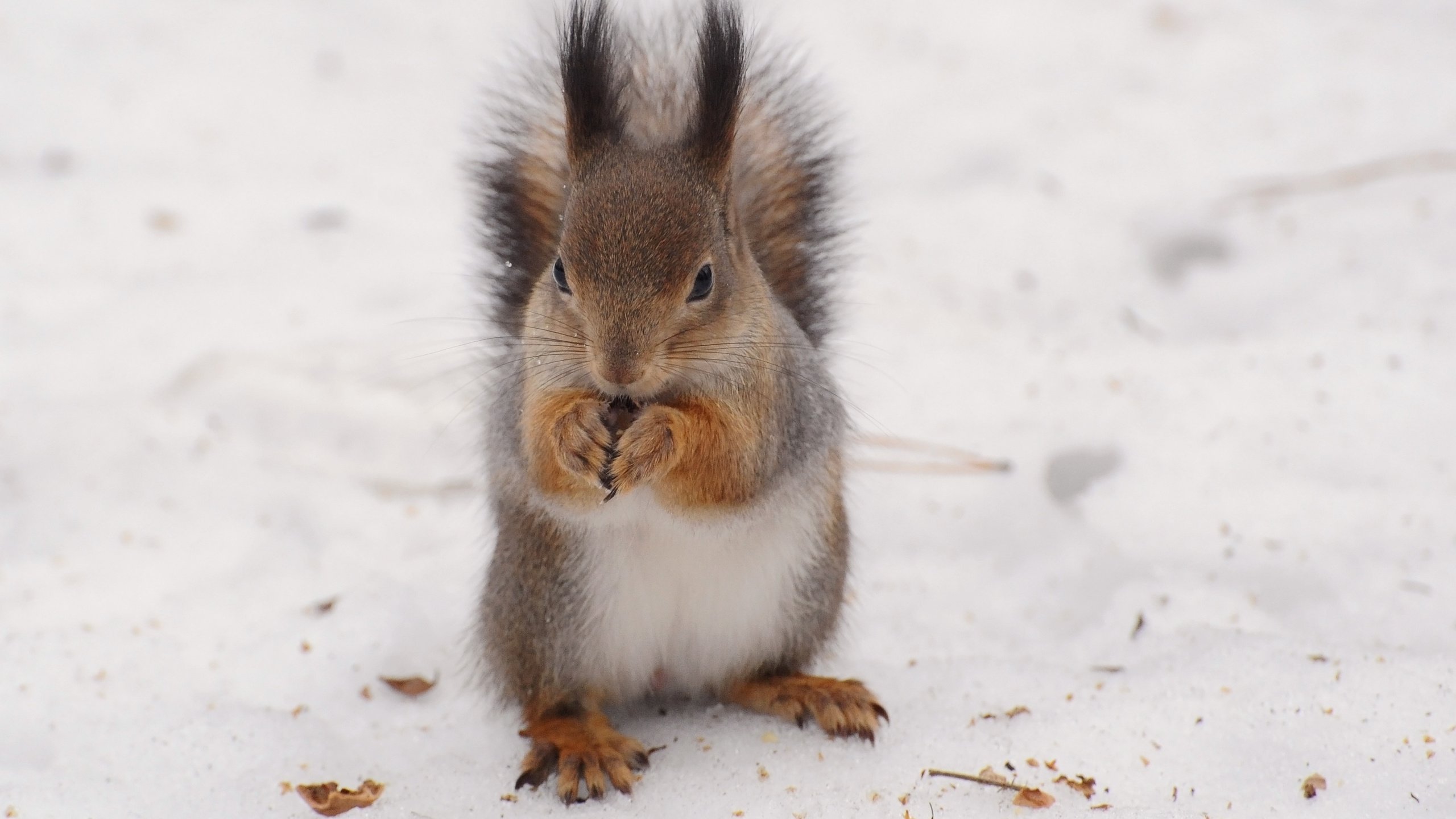 Обои снег, зима, белка, белочка, anna verdina, snow, winter, protein, squirrel разрешение 3468x2580 Загрузить