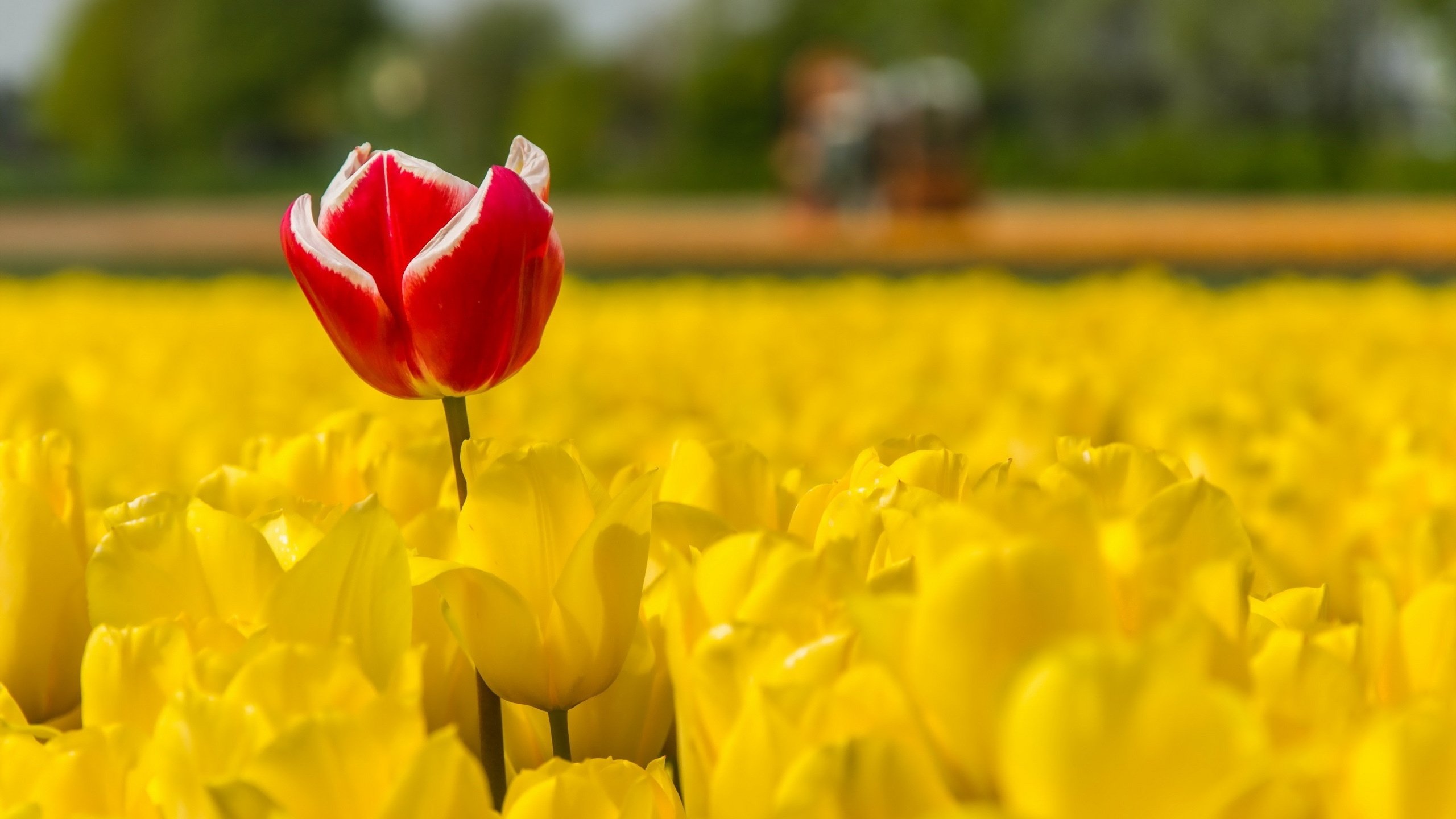 Обои цветы, весна, тюльпаны, flowers, spring, tulips разрешение 2560x1600 Загрузить