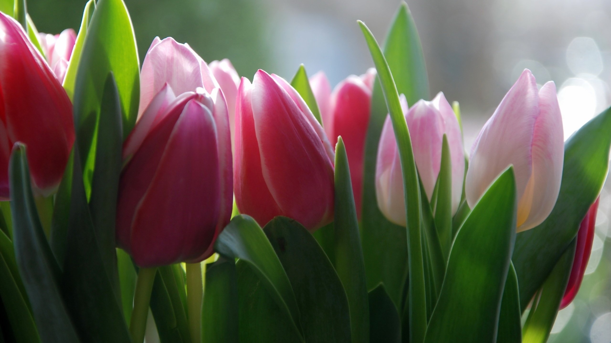 Обои цветы, фон, весна, тюльпаны, flowers, background, spring, tulips разрешение 2560x1714 Загрузить