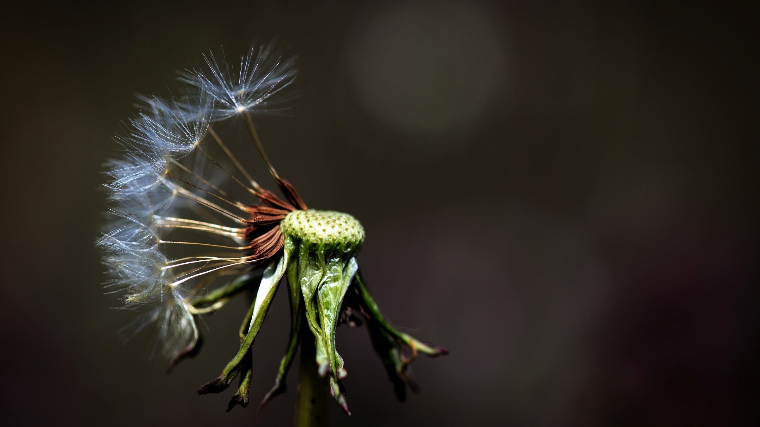 Обои макро, фон, цветок, одуванчик, цветком, macro, background, flower, dandelion разрешение 2572x1715 Загрузить