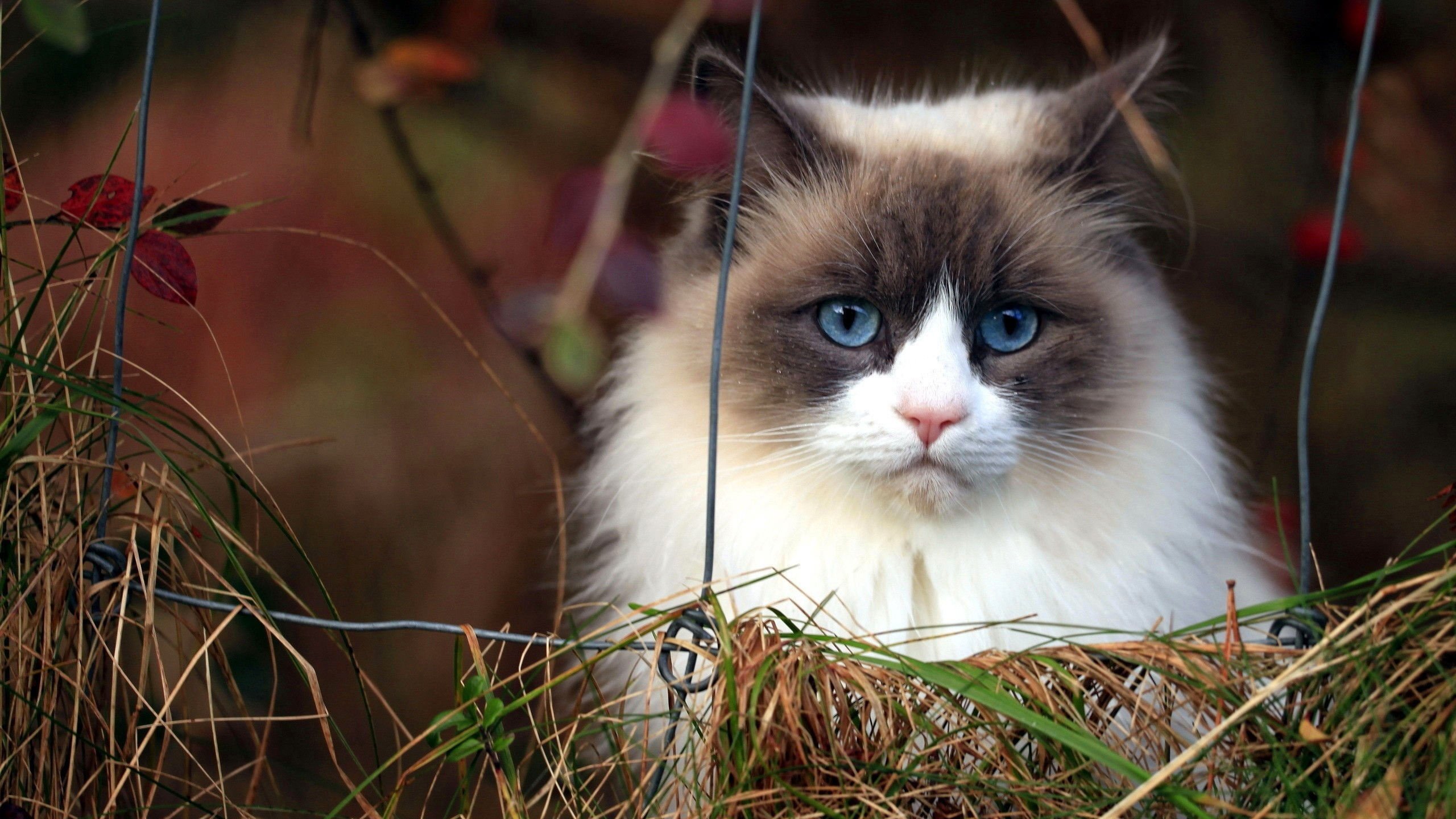 Обои морда, трава, кот, кошка, пушистый, сиамский, голубоглазый, рэгдолл, face, grass, cat, fluffy, siamese, blue-eyed, ragdoll разрешение 2560x1600 Загрузить