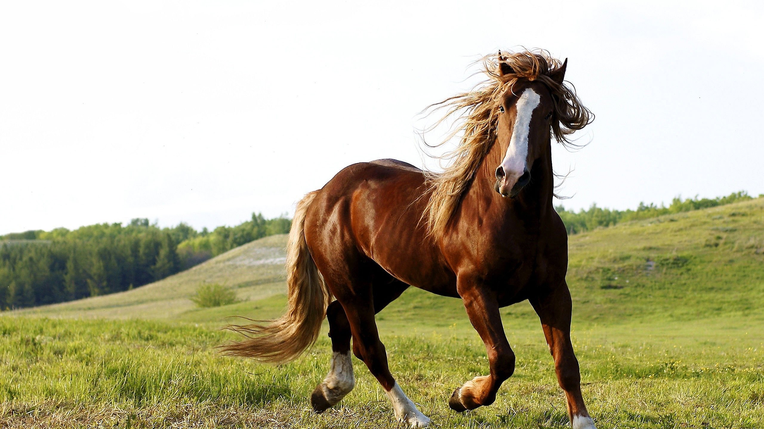 Обои небо, лошадь, трава, природа, животное, конь, the sky, horse, grass, nature, animal разрешение 2560x1600 Загрузить