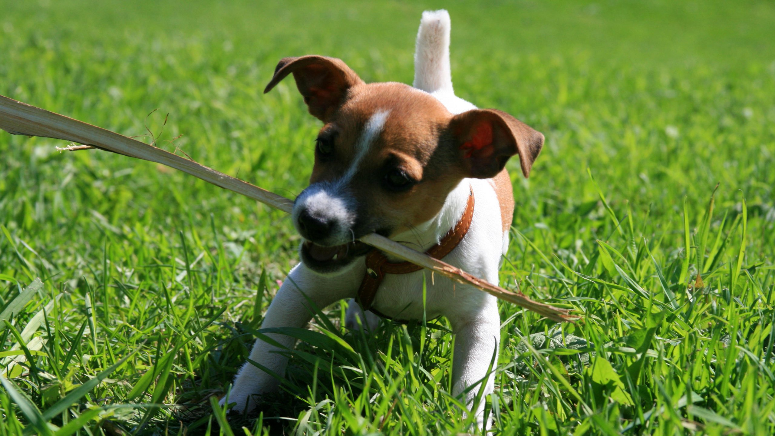 Обои собака, щенок, игра, палка, джек-рассел-терьер, dog, puppy, the game, stick, jack russell terrier разрешение 3888x2592 Загрузить