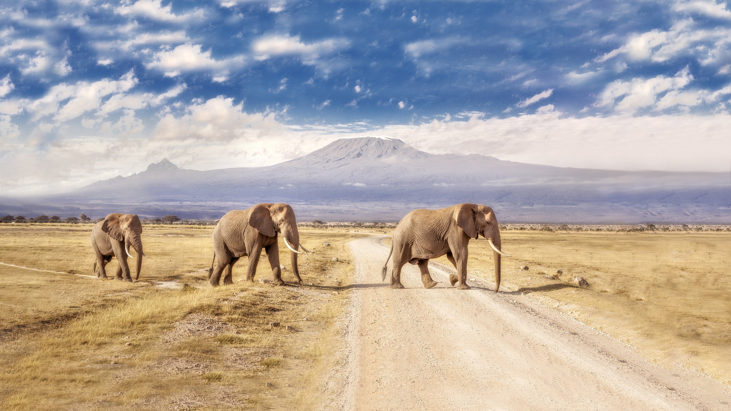 Обои дорога, горы, пейзаж, слоны, road, mountains, landscape, elephants разрешение 3840x2160 Загрузить