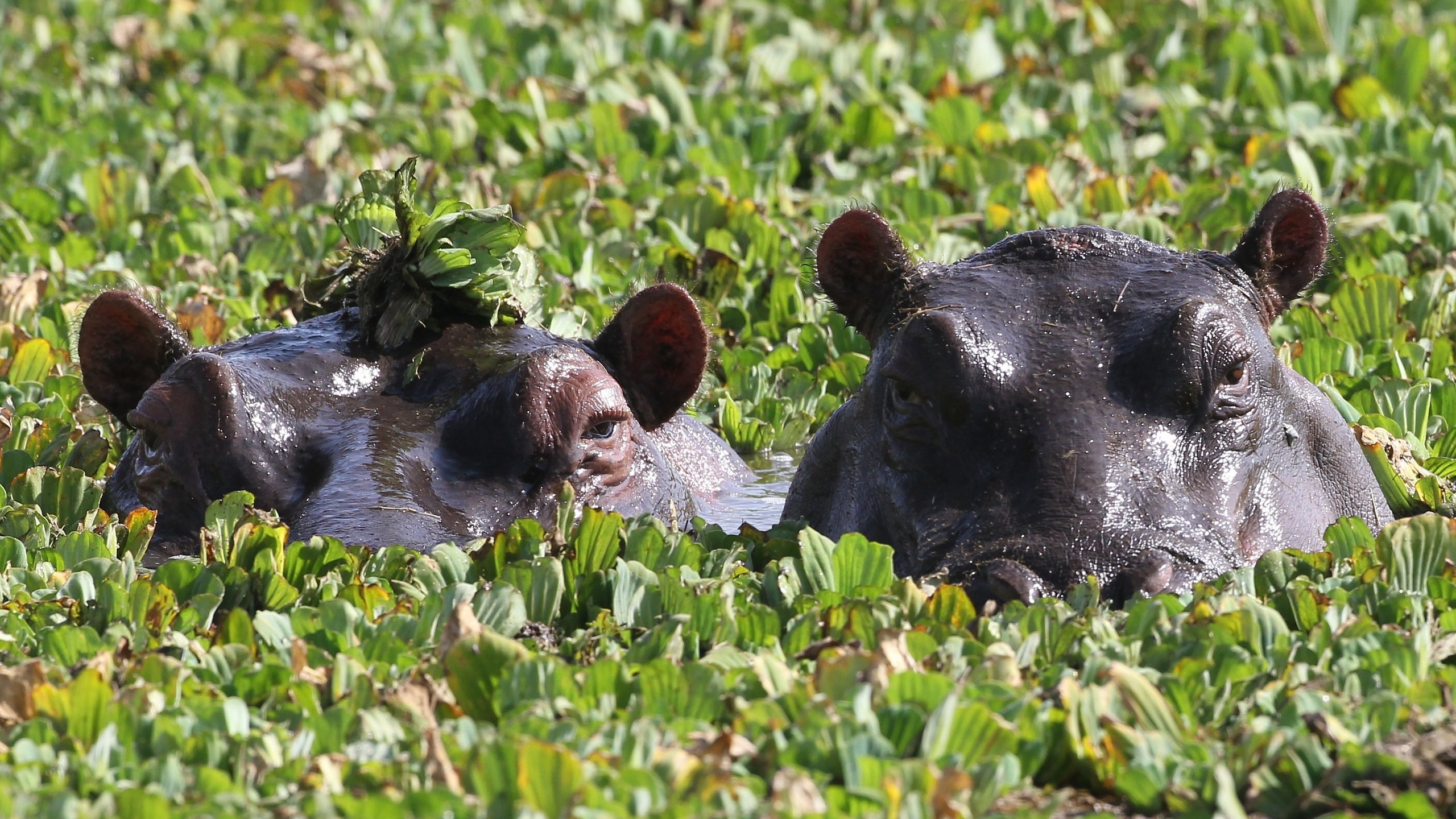 Обои глаза, зелень, пара, купание, бегемоты, eyes, greens, pair, bathing, hippos разрешение 3508x1669 Загрузить