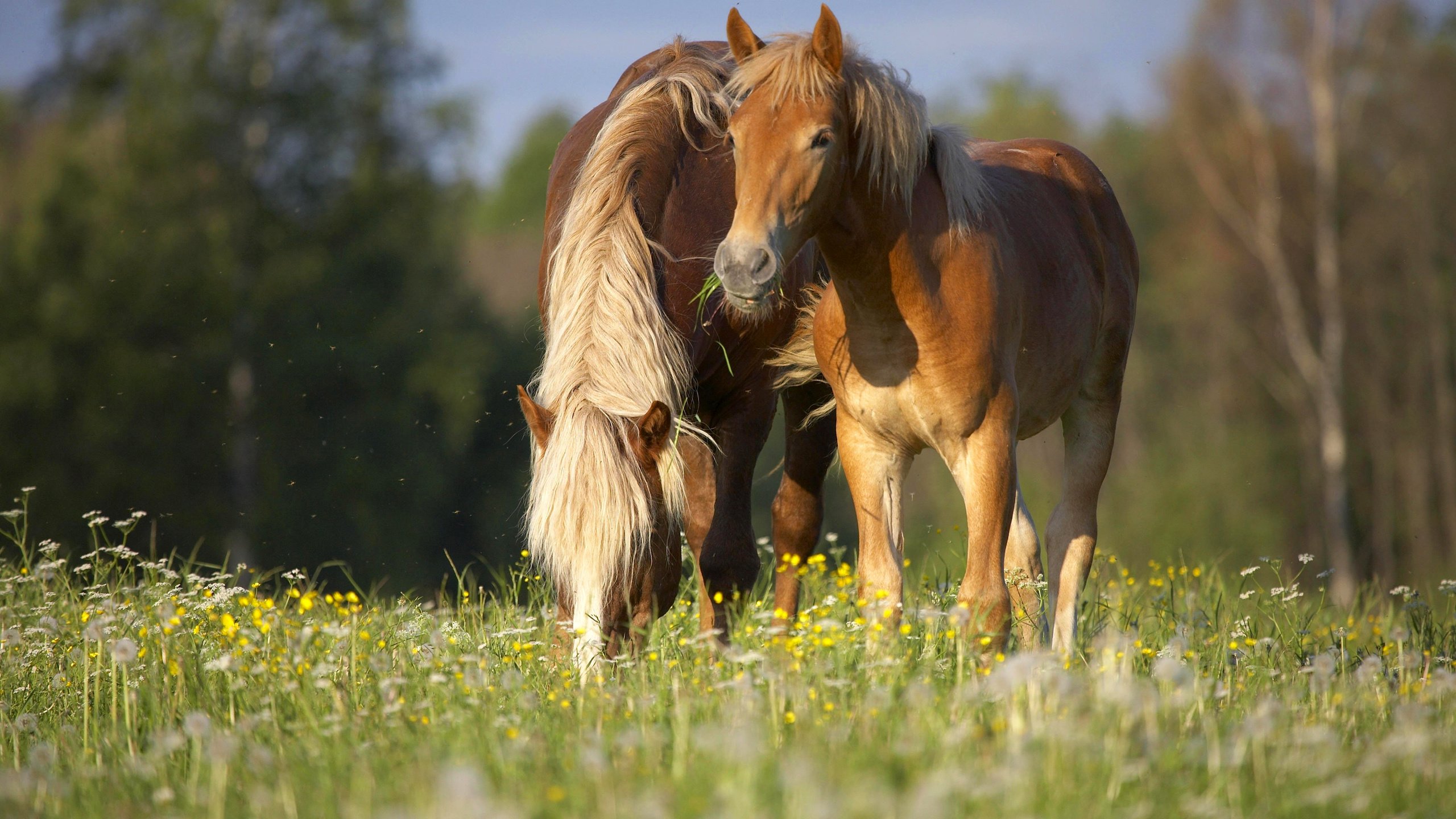 Обои цветы, луг, пара, лошади, кони, полевые цветы, flowers, meadow, pair, horse, horses, wildflowers разрешение 4368x2904 Загрузить