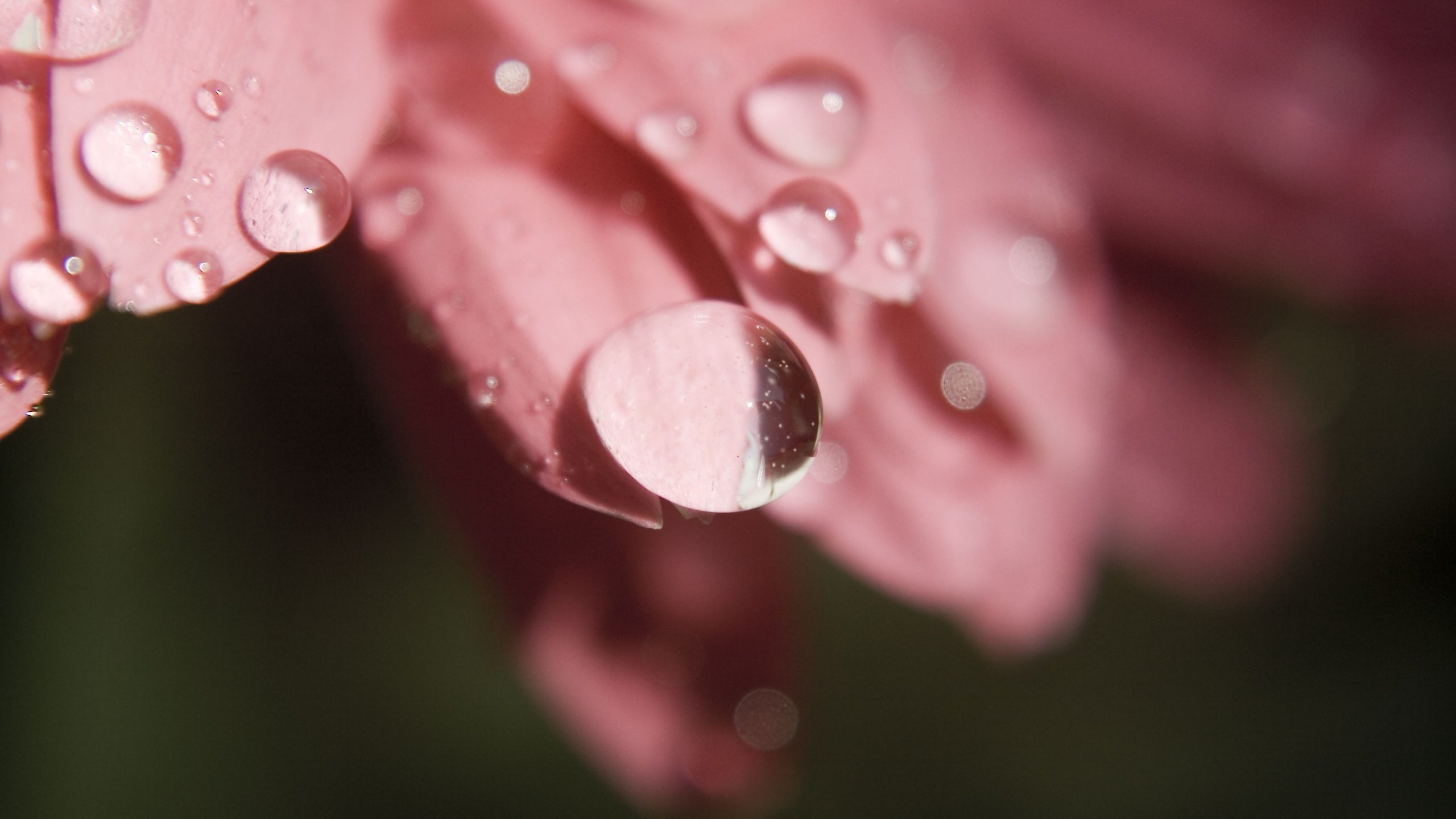 Обои цветок, роса, капли, лепестки, крупным планом, flower, rosa, drops, petals, closeup разрешение 3888x2592 Загрузить