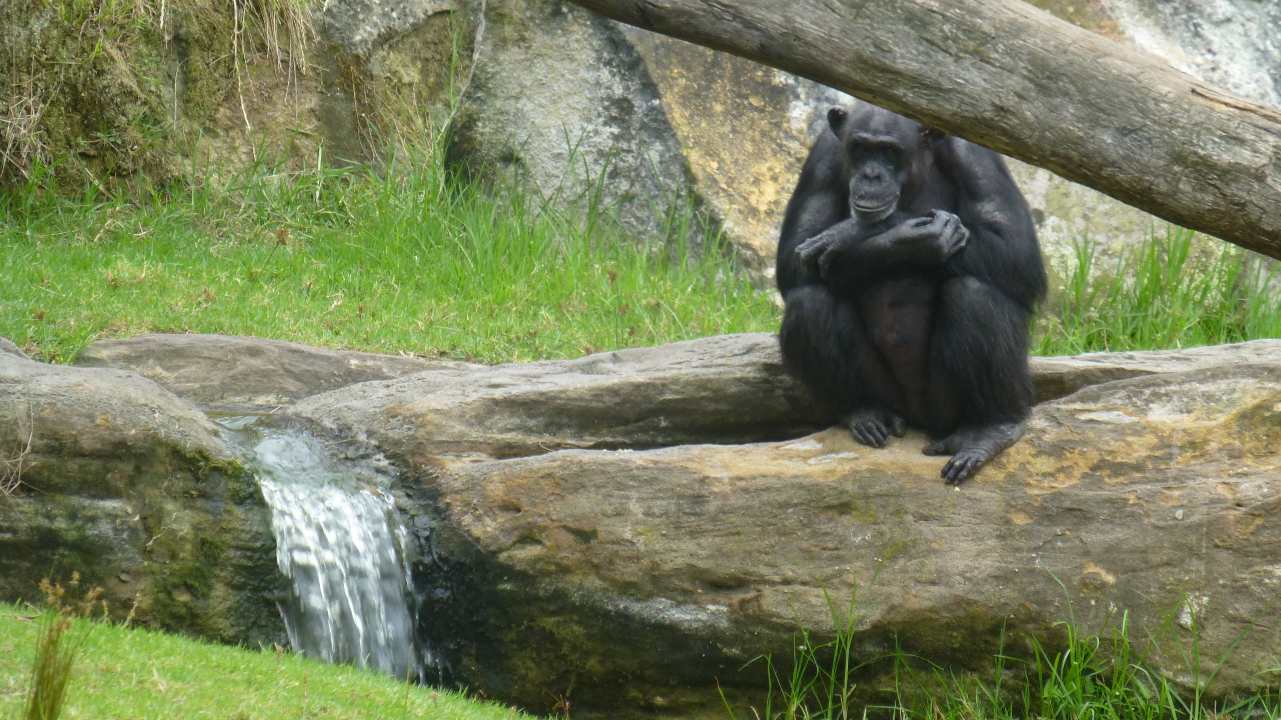 Обои трава, природа, фон, обезьяна, шимпанзе, grass, nature, background, monkey, chimpanzees разрешение 4320x3240 Загрузить