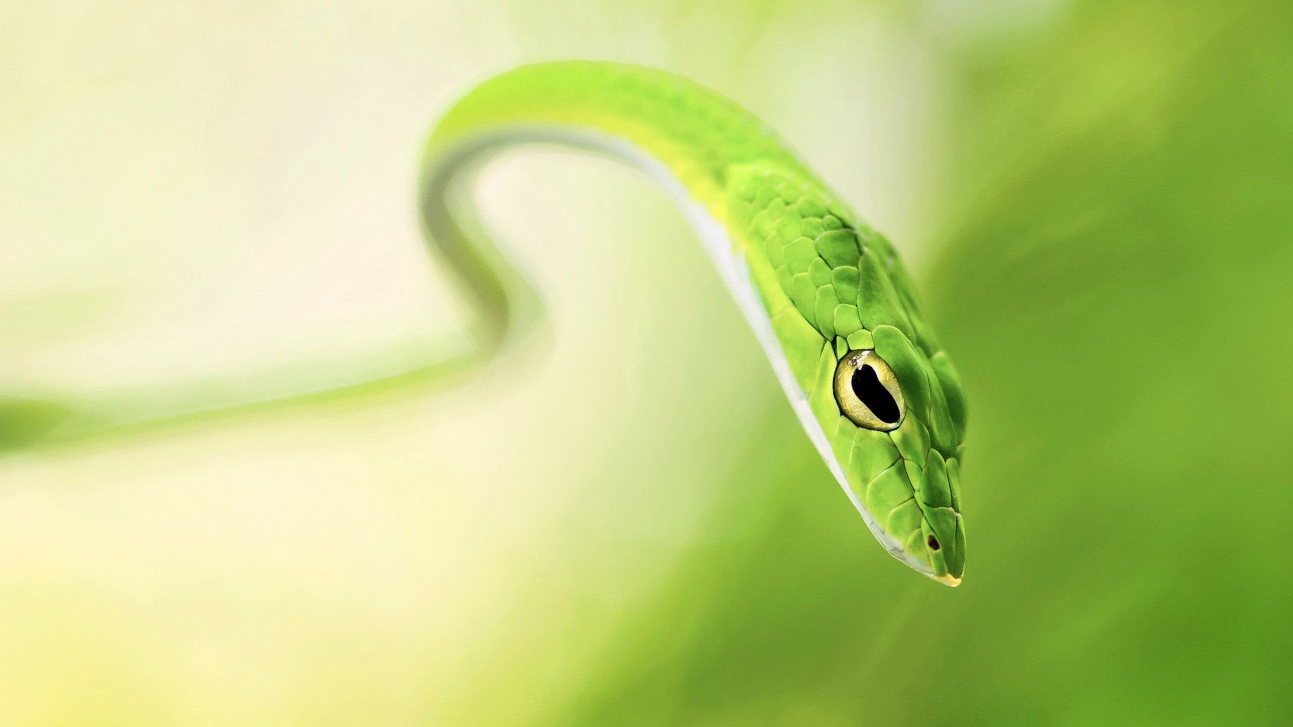 Обои размытость, змея, зеленая, blur, snake, green разрешение 2560x1600 Загрузить