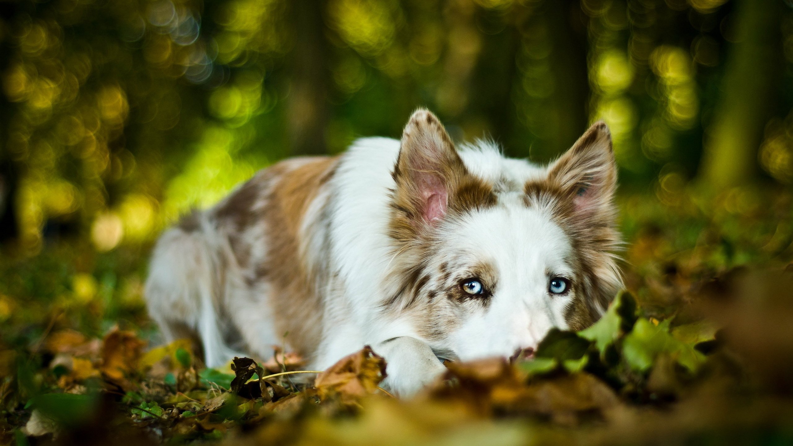 Обои листья, мордочка, взгляд, собака, бордер-колли, leaves, muzzle, look, dog, the border collie разрешение 2560x1600 Загрузить