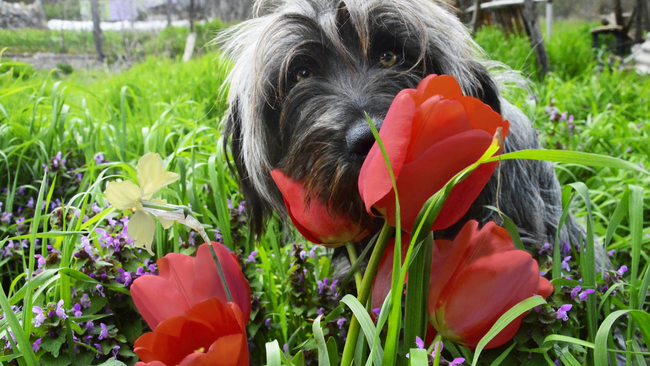 Обои цветы, трава, мордочка, взгляд, собака, весна, тюльпаны, flowers, grass, muzzle, look, dog, spring, tulips разрешение 2880x1915 Загрузить