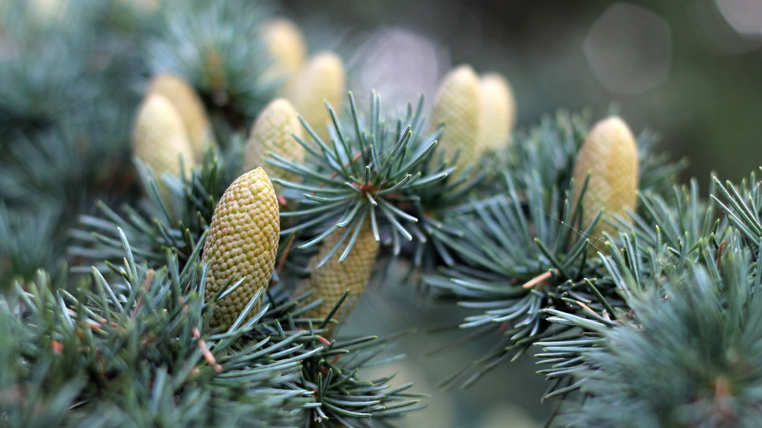 Обои природа, хвоя, макро, ветки, ель, шишки, еловая ветка, nature, needles, macro, branches, spruce, bumps, spruce branch разрешение 4272x2848 Загрузить