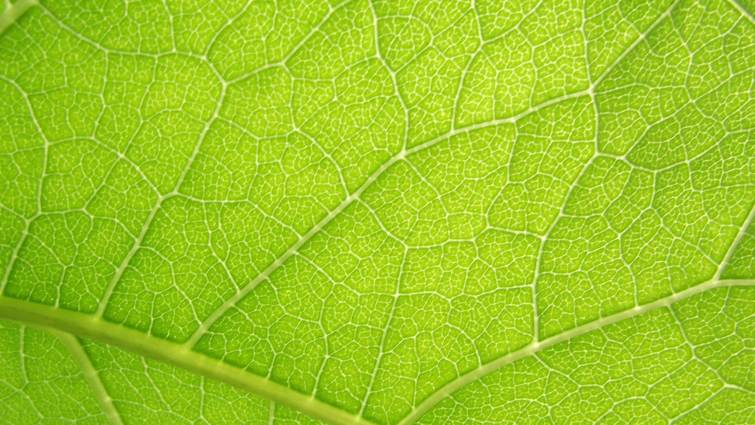 Виноградный лист текстура