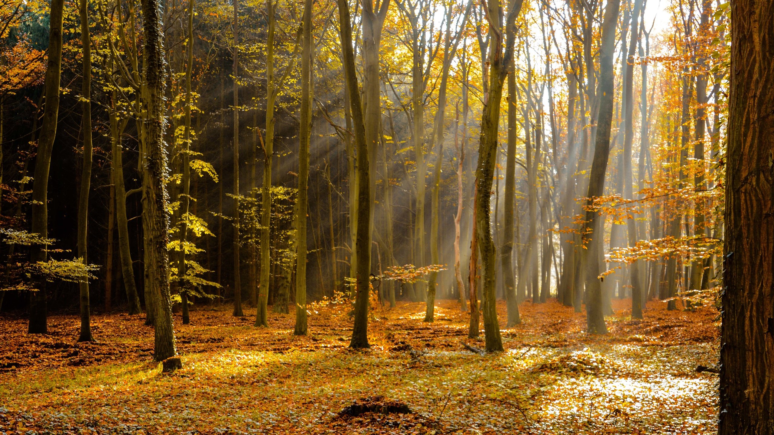 Обои деревья, лес, лучи, осень, листопад, trees, forest, rays, autumn, falling leaves разрешение 6000x4000 Загрузить