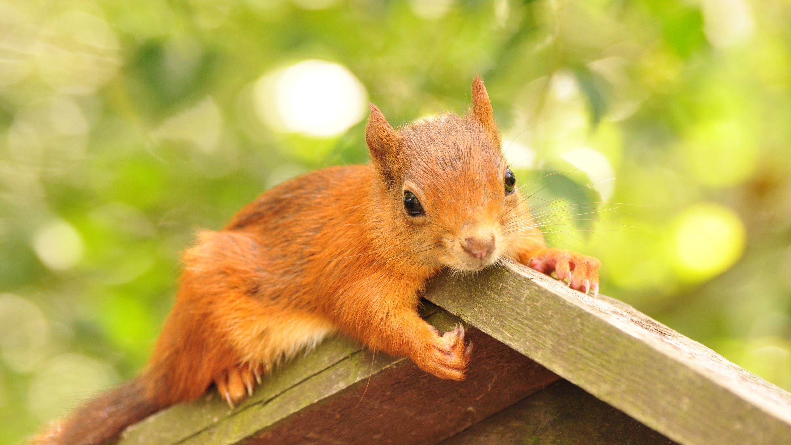 Обои листва, домик, животное, белка, грызун, кормушка, foliage, house, animal, protein, rodent, feeder разрешение 4288x2848 Загрузить