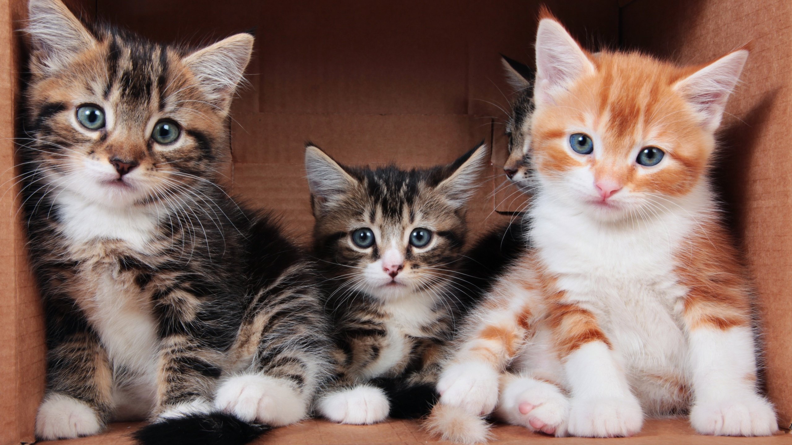 Обои серые, кошки, котята, рыжий, коробка, трое, полосатые, grey, cats, kittens, red, box, three, striped разрешение 2880x1920 Загрузить
