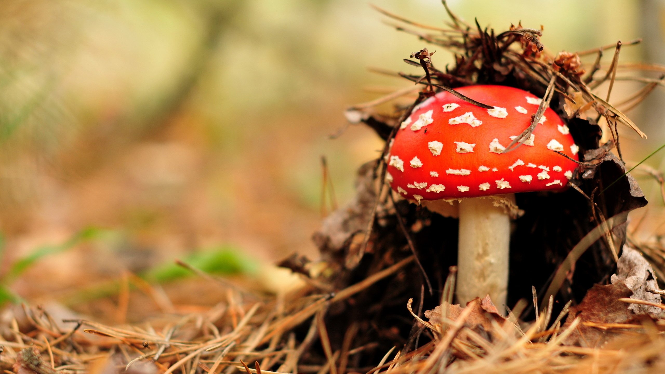 Обои природа, лес, гриб, nature, forest, mushroom разрешение 2560x1699 Загрузить