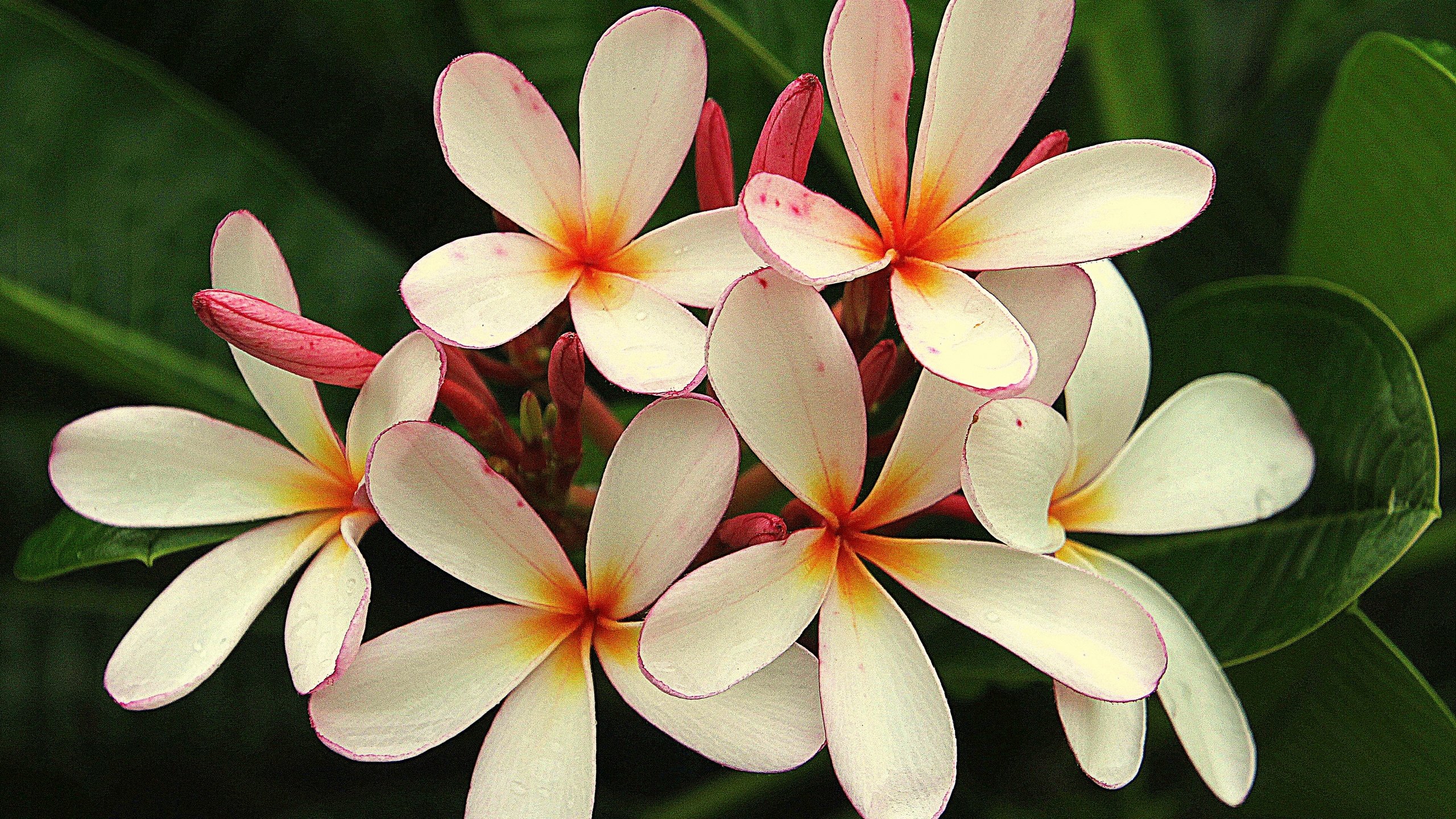 Обои цветы, кустарник, флора, плюмерия, flowers, shrub, flora, plumeria разрешение 2880x2056 Загрузить