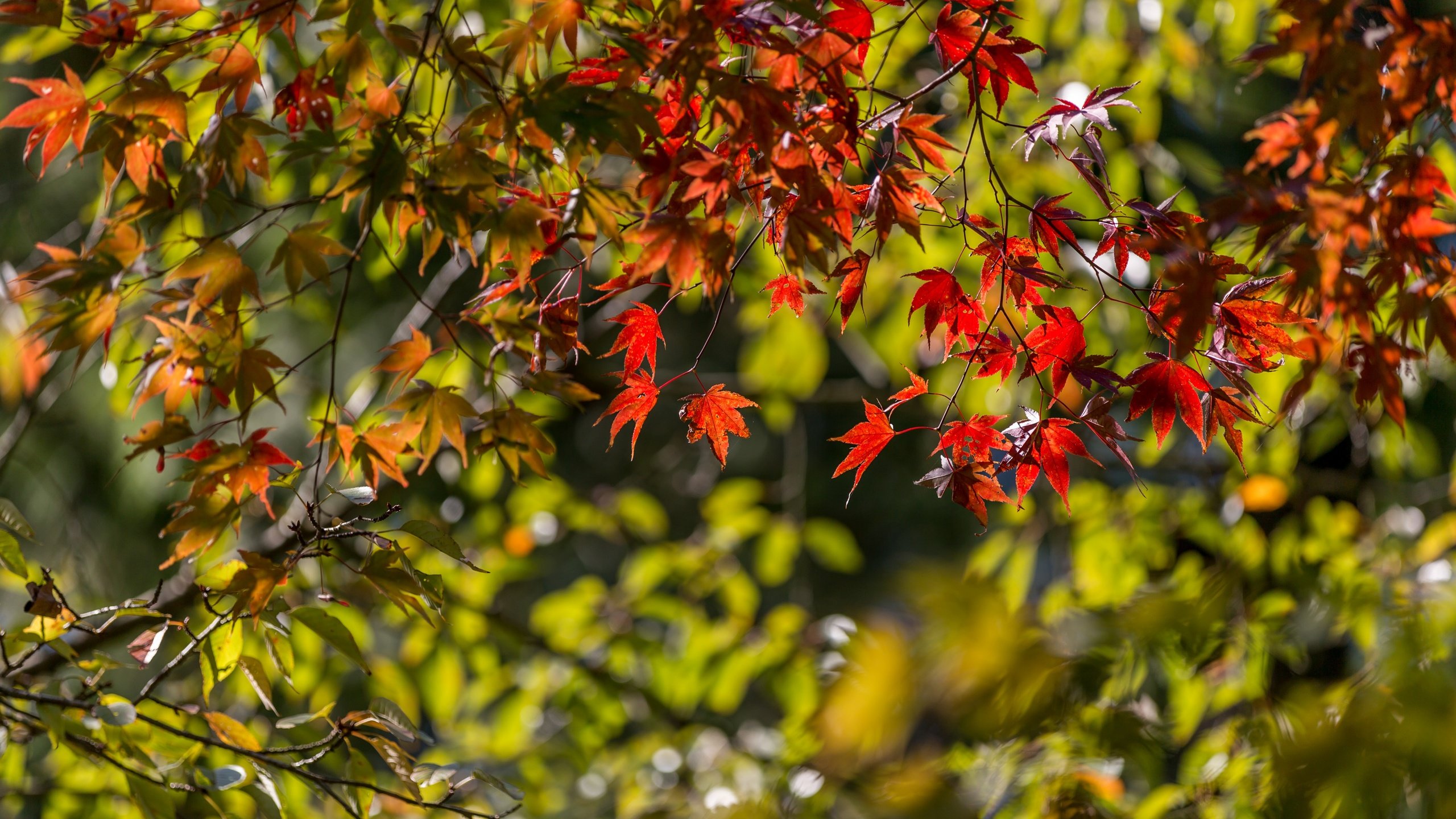 Обои листья, ветки, осень, клен, японский клен, leaves, branches, autumn, maple, japanese maple разрешение 5400x3476 Загрузить