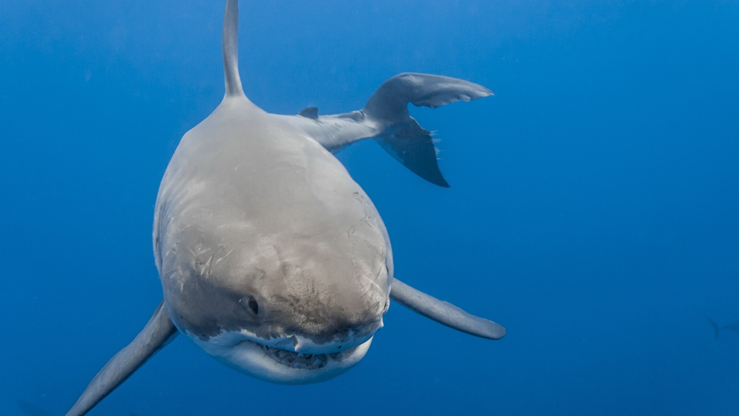 Обои море, акула, белая акула, sea, shark, white shark разрешение 2560x1707 Загрузить