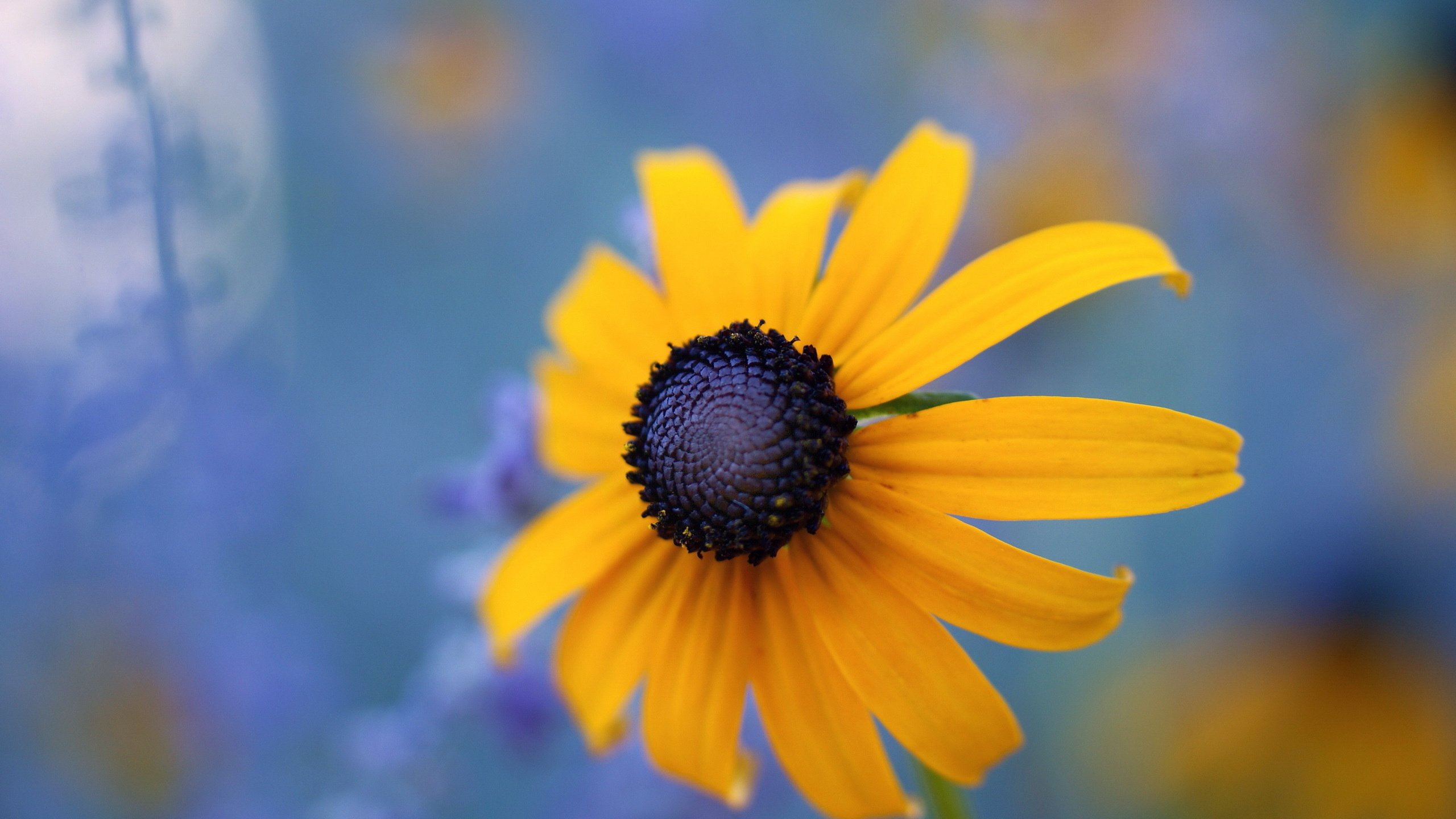 Обои макро, цветок, black eyed susan, macro, flower разрешение 2560x1600 Загрузить