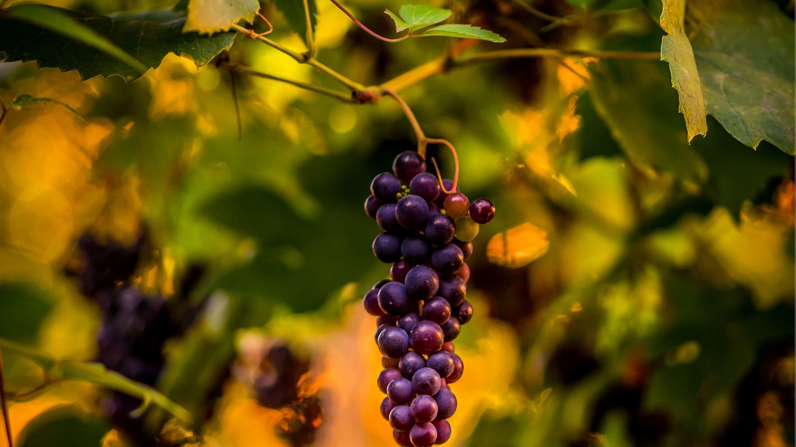 Обои природа, листья, виноград, виноградная лоза, nature, leaves, grapes, vine разрешение 3000x2250 Загрузить