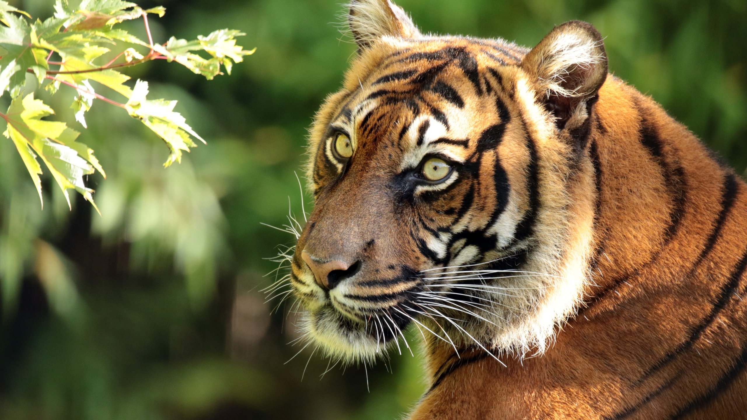 Обои тигр, морда, ветка, портрет, хищник, суматранский тигр, tiger, face, branch, portrait, predator, sumatran tiger разрешение 4400x2960 Загрузить