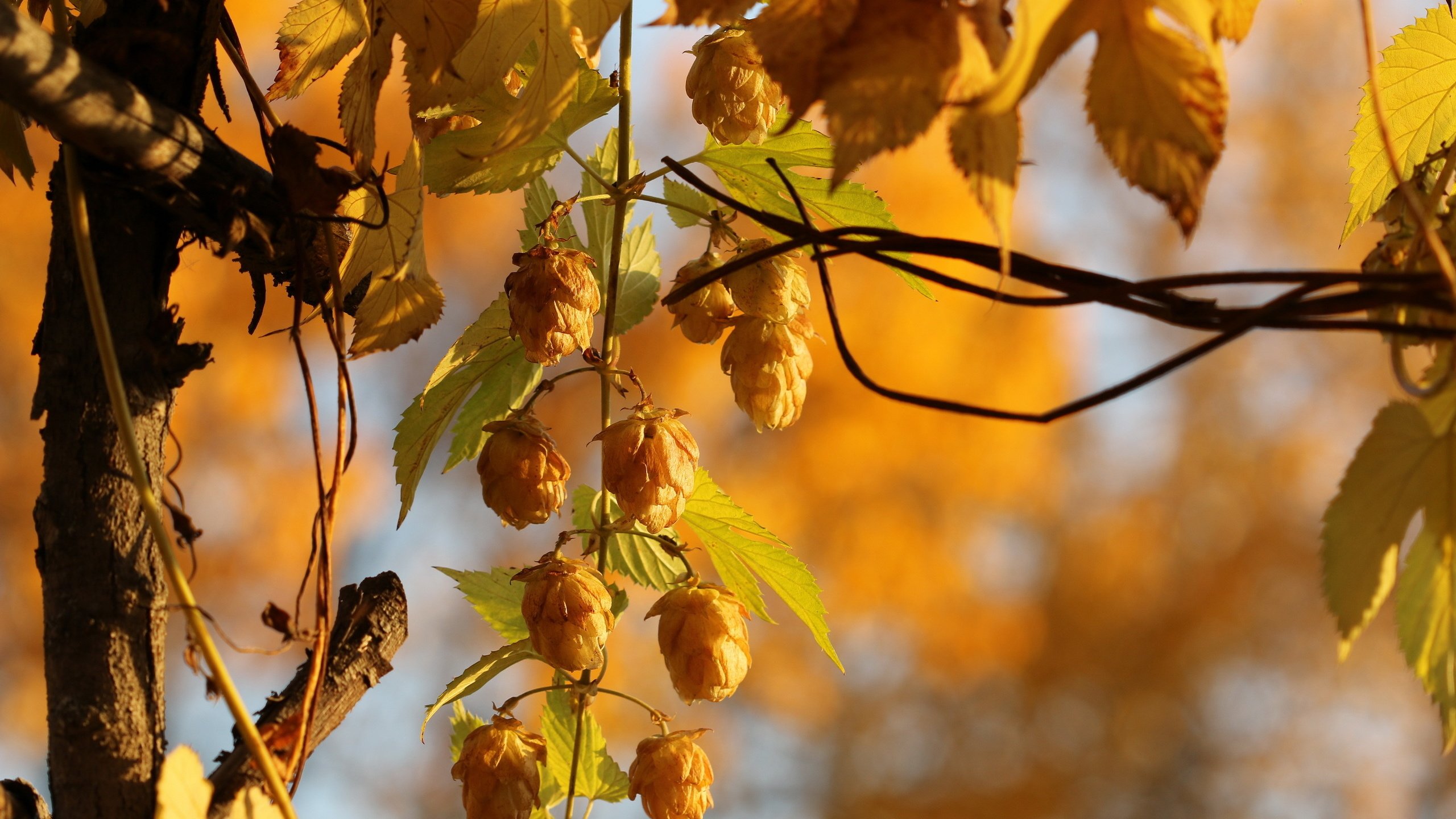 Обои природа, осень, растение, боке, хмель, крупным планом, nature, autumn, plant, bokeh, hops, closeup разрешение 2560x1707 Загрузить