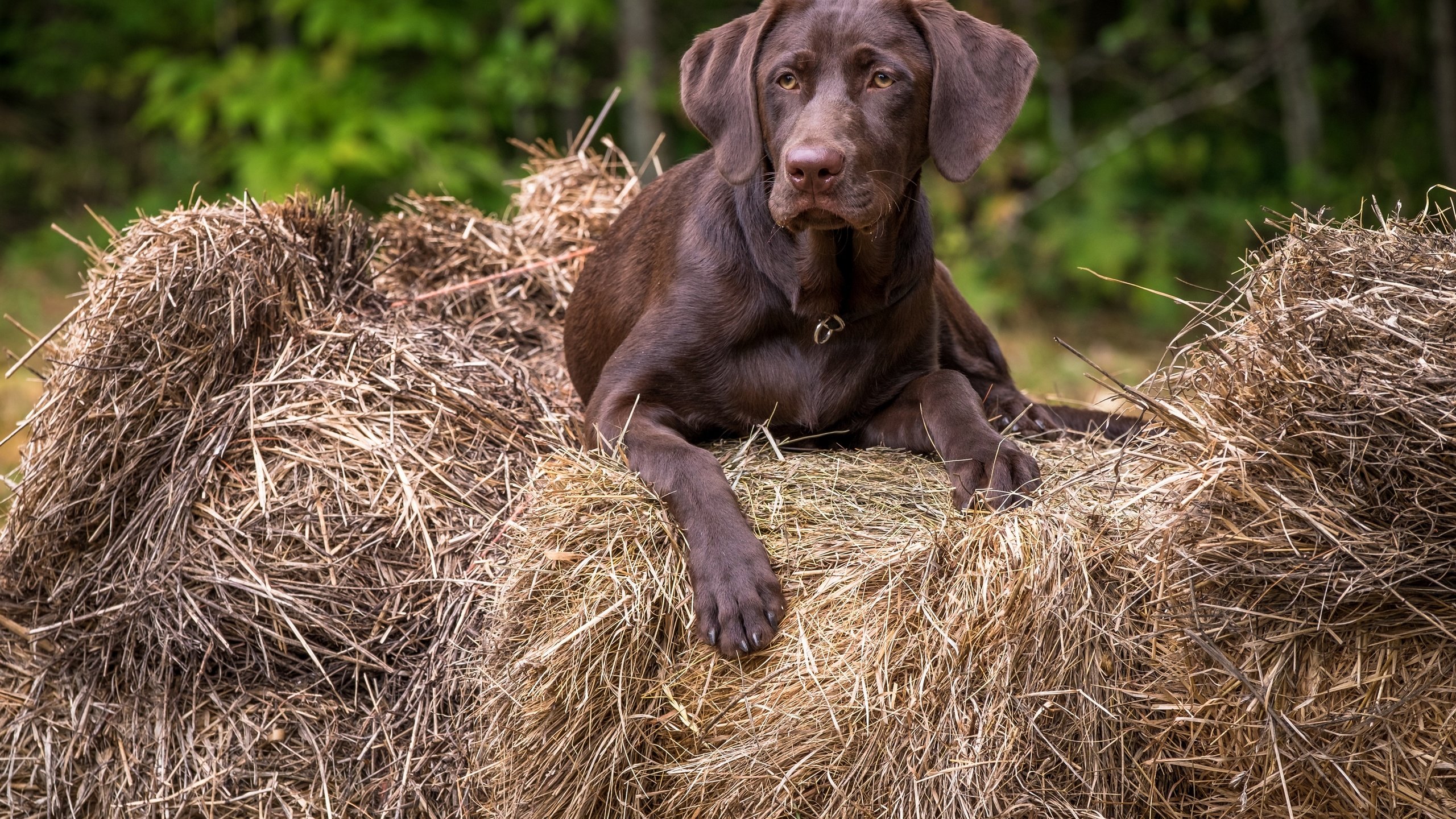 Обои взгляд, собака, друг, лабрадор, look, dog, each, labrador разрешение 2880x1920 Загрузить