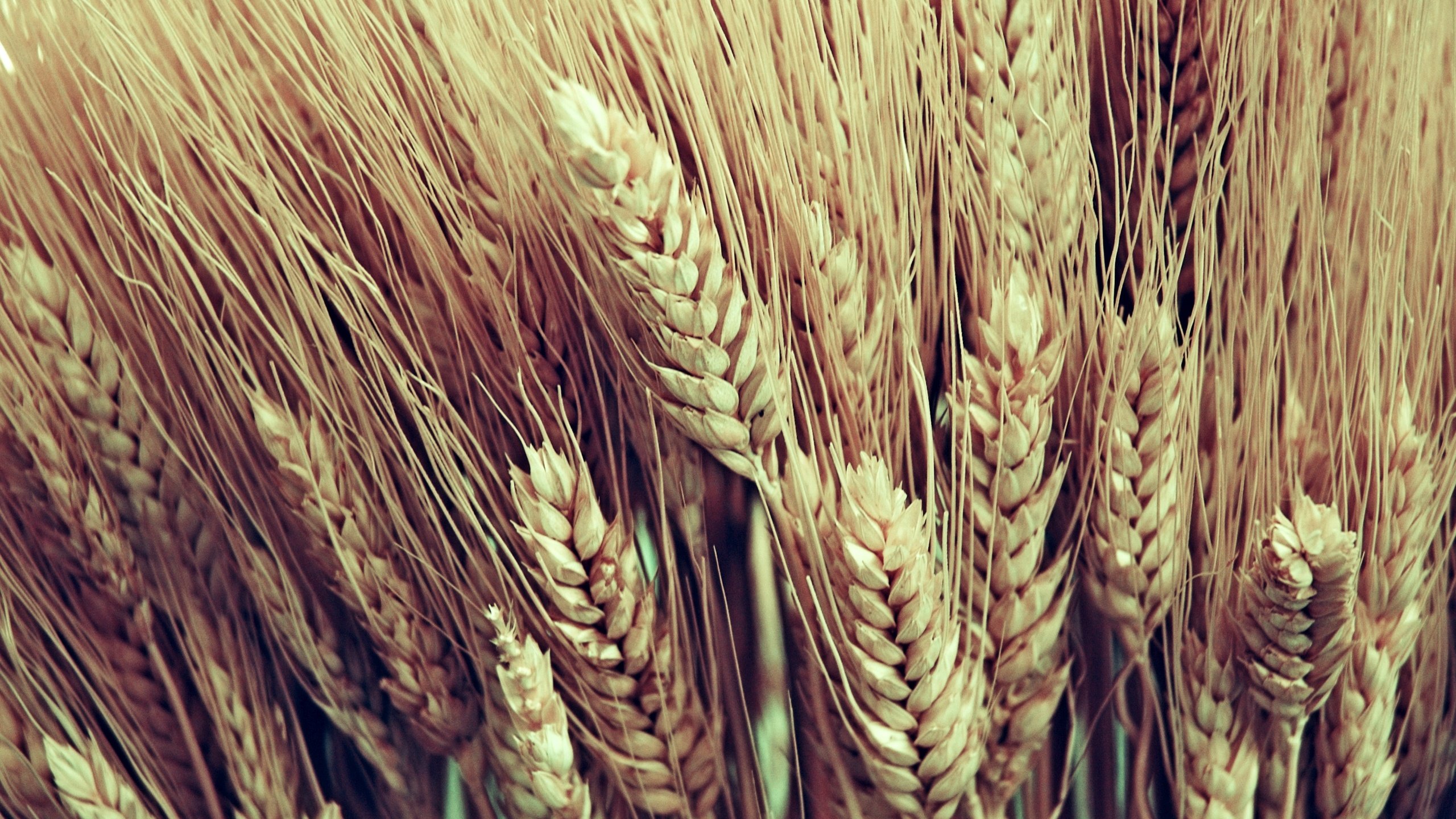 Обои макро, колосья, пшеница, урожай, macro, ears, wheat, harvest разрешение 2560x1600 Загрузить