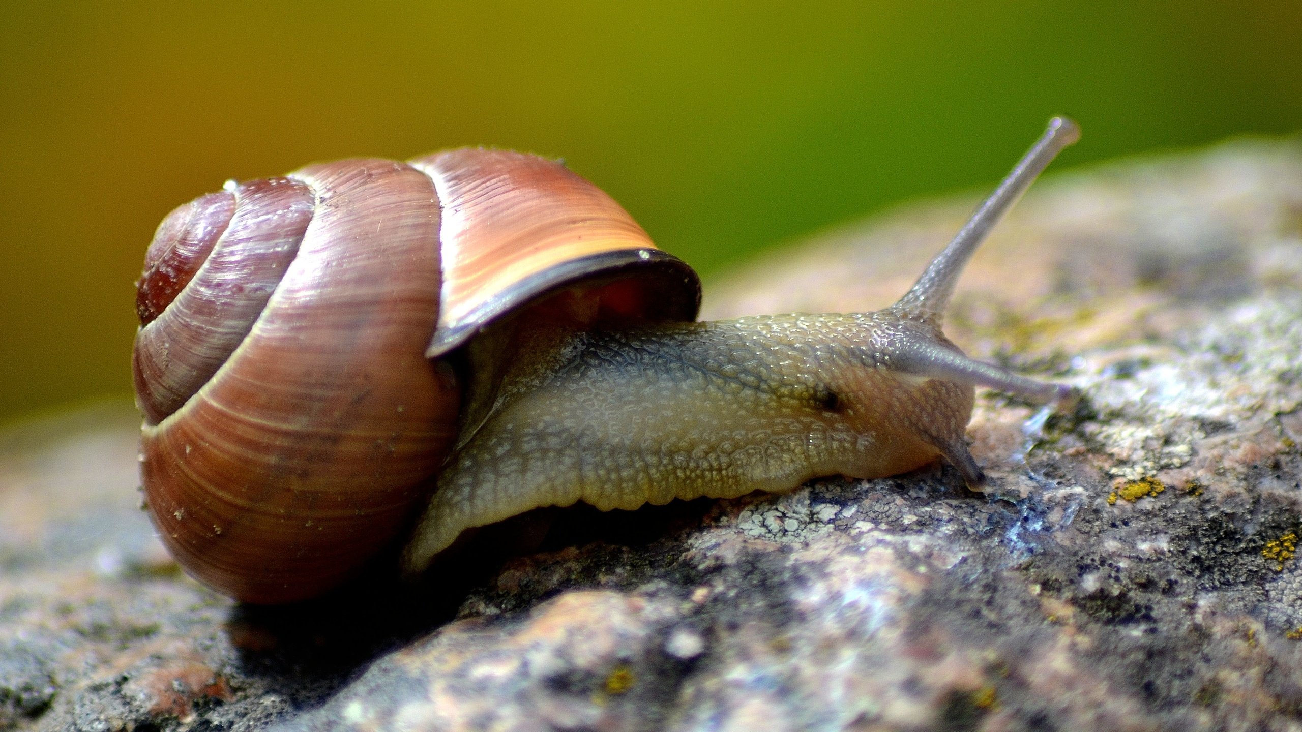 Обои макро, улитка, раковина, macro, snail, sink разрешение 4608x3072 Загрузить