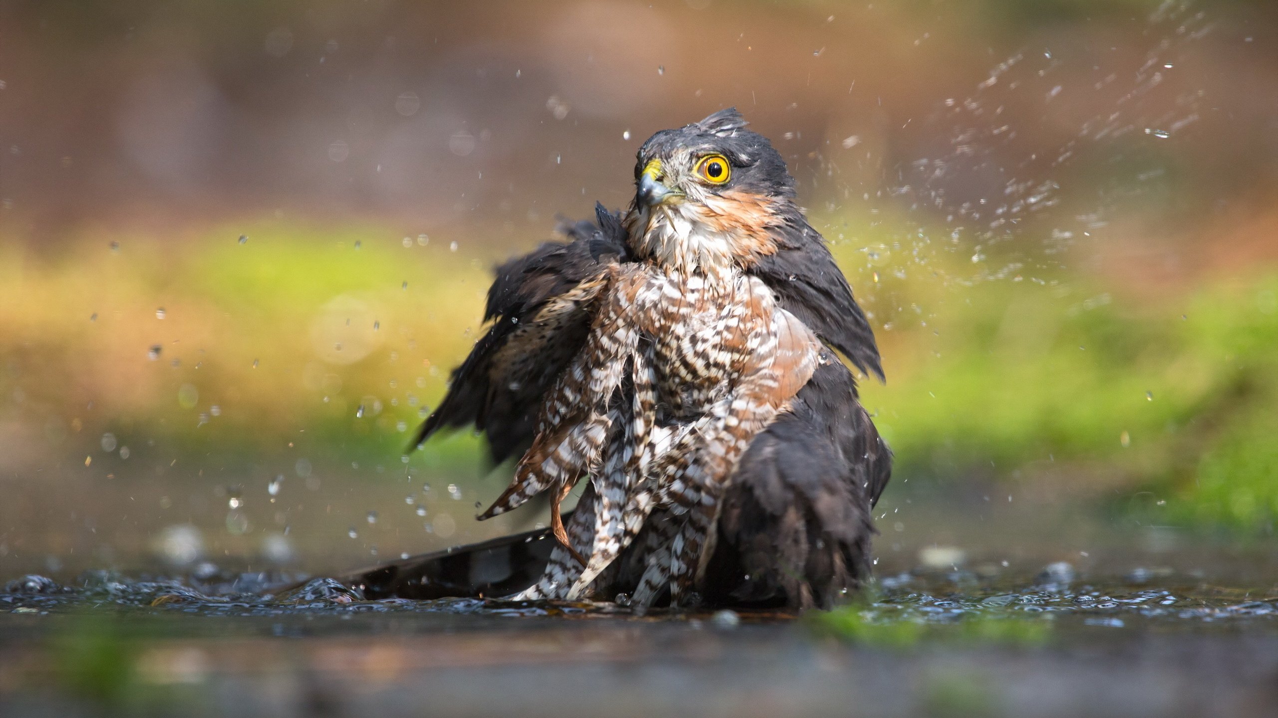 Обои вода, птица, ястреб-перепелятник, water, bird, sparrowhawk разрешение 2560x1707 Загрузить